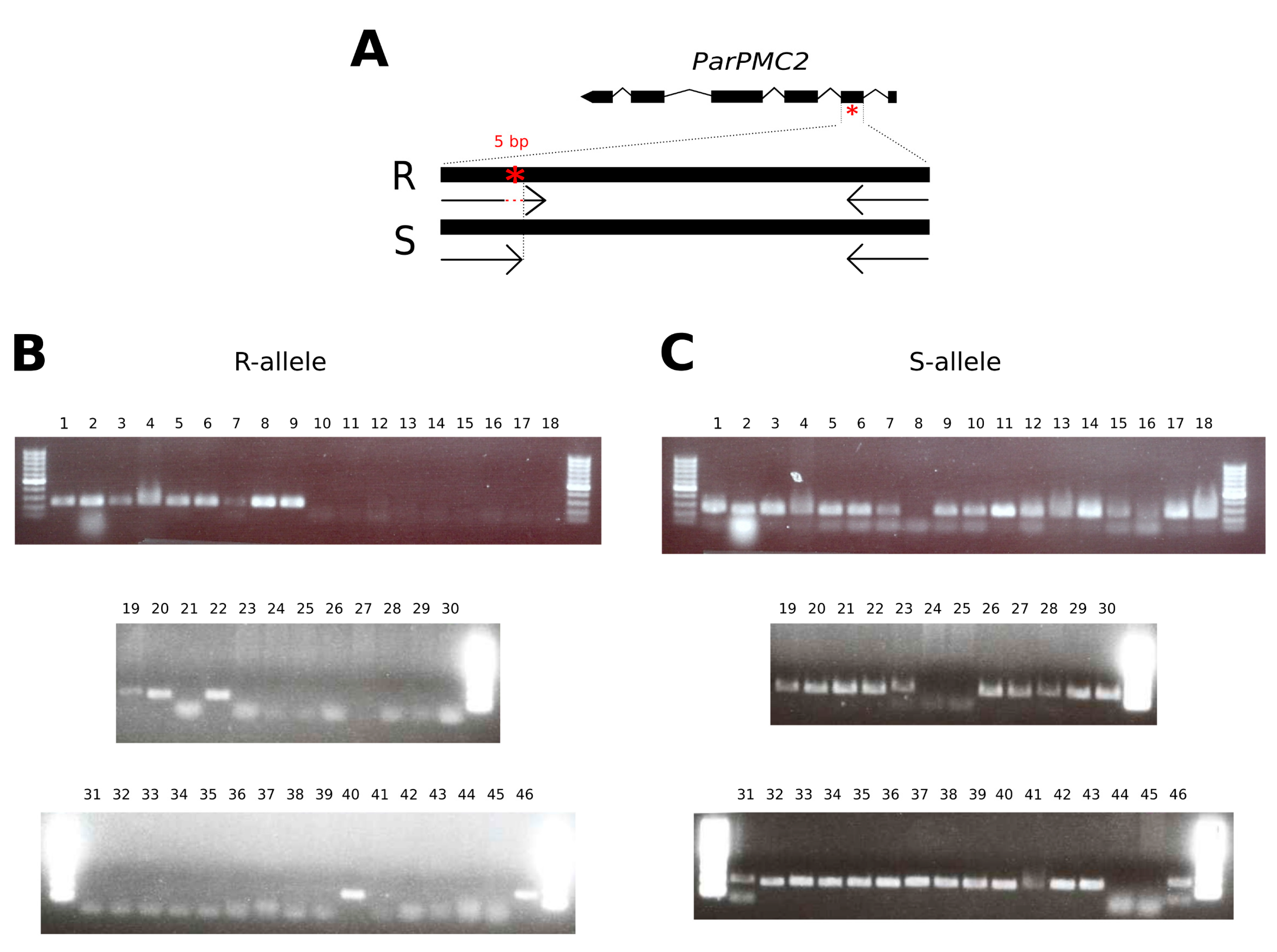 Agronomy Free Full Text Cost Effective And Time Efficient Molecular Assisted Selection For Ppv Resistance In Apricot Based On Parpmc2 Allele Specific Pcr Html