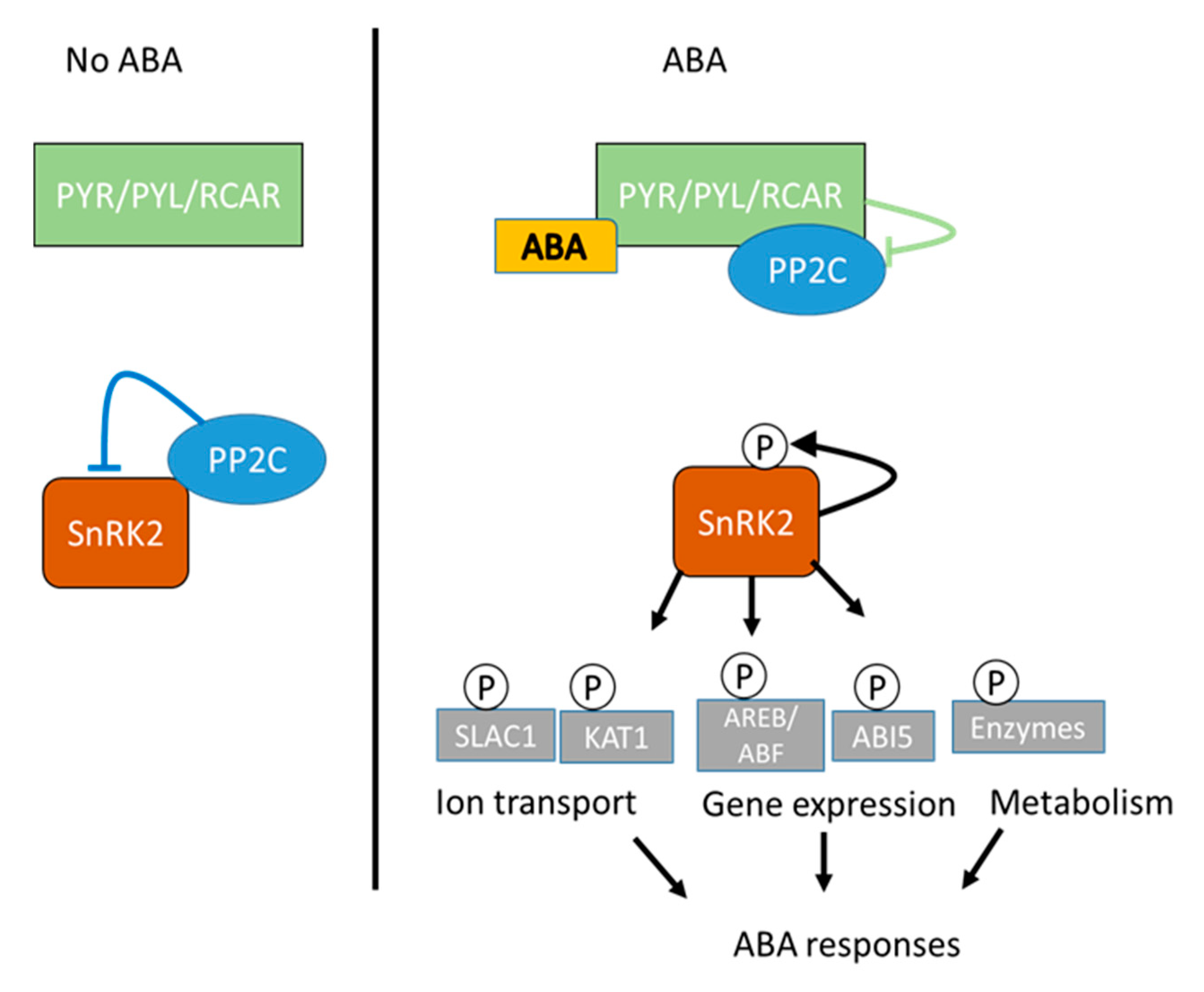 Agronomy Free Full Text Implications Of Abscisic Acid In The Drought Stress Tolerance Of Plants Html