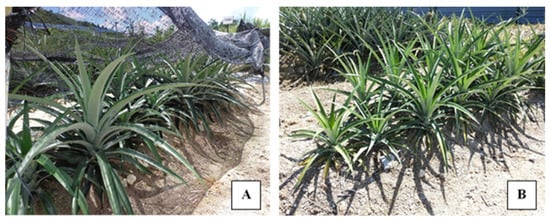 Agronomy Free Full Text Effect Of Vermicompost On Growth Plant Nutrient Uptake And Bioactivity Of Ex Vitro Pineapple Ananas Comosus Var Md2 Html