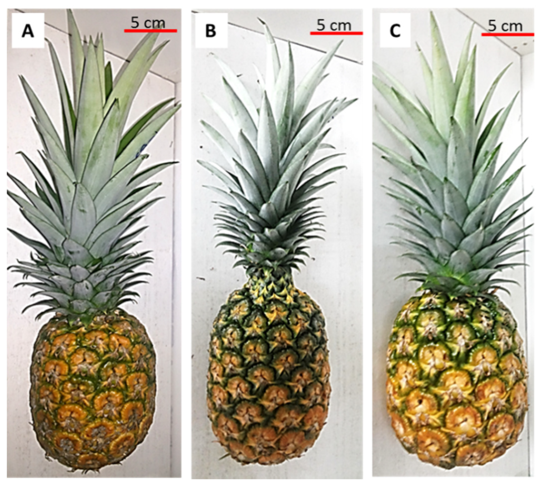 Agronomy | Free Full-Text | Effect of Vermicompost on Growth, Plant  Nutrient Uptake and Bioactivity of Ex Vitro Pineapple (Ananas comosus var.  MD2) | HTML