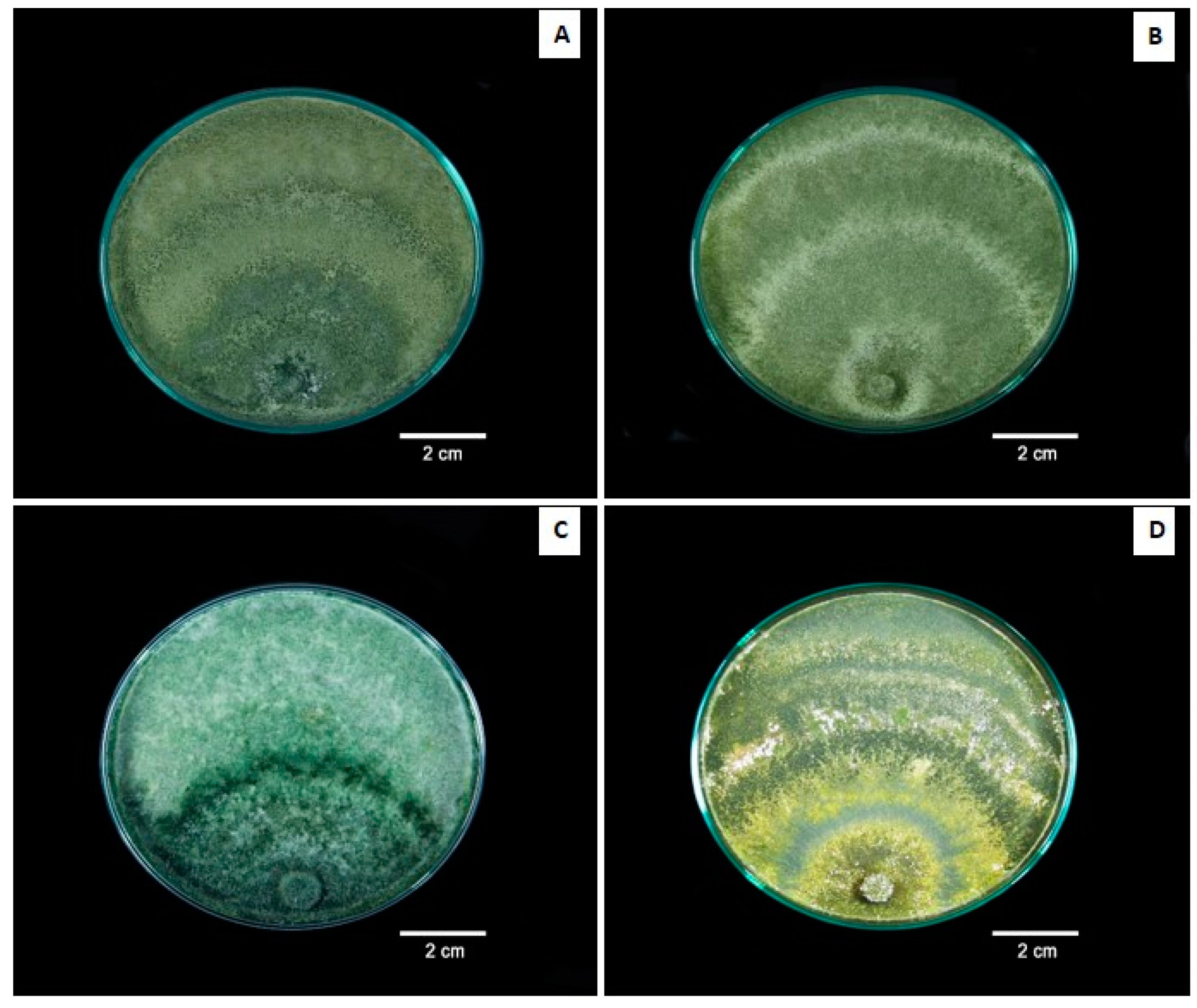 Agronomy Free Full Text Assessment Of The Potential Of Trichoderma Spp Strains Native To Bagua Amazonas Peru In The Biocontrol Of Frosty Pod Rot Moniliophthora Roreri Html