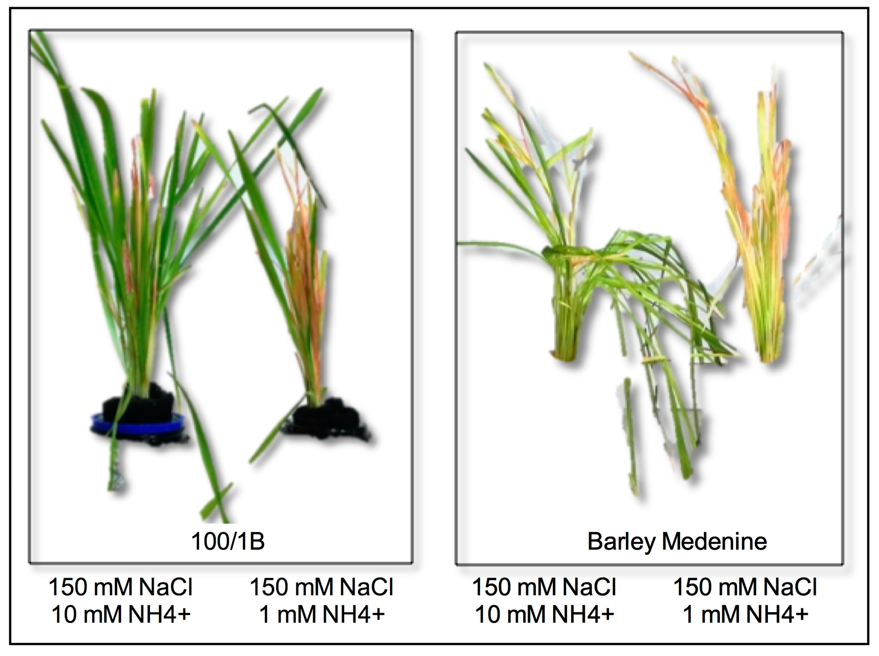 Agronomy 10 01426 g002 Agronomy 10 01426 g002
