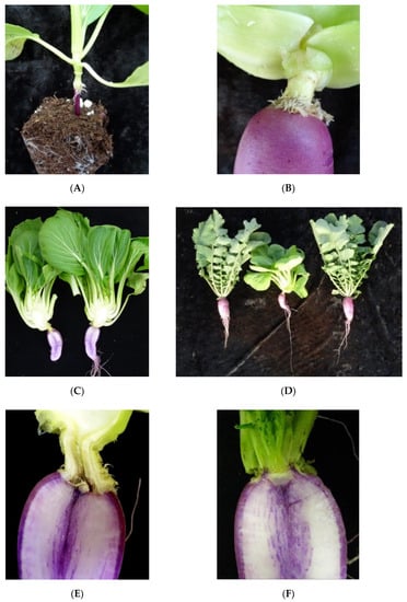 Growing Radishes  N.C. Cooperative Extension