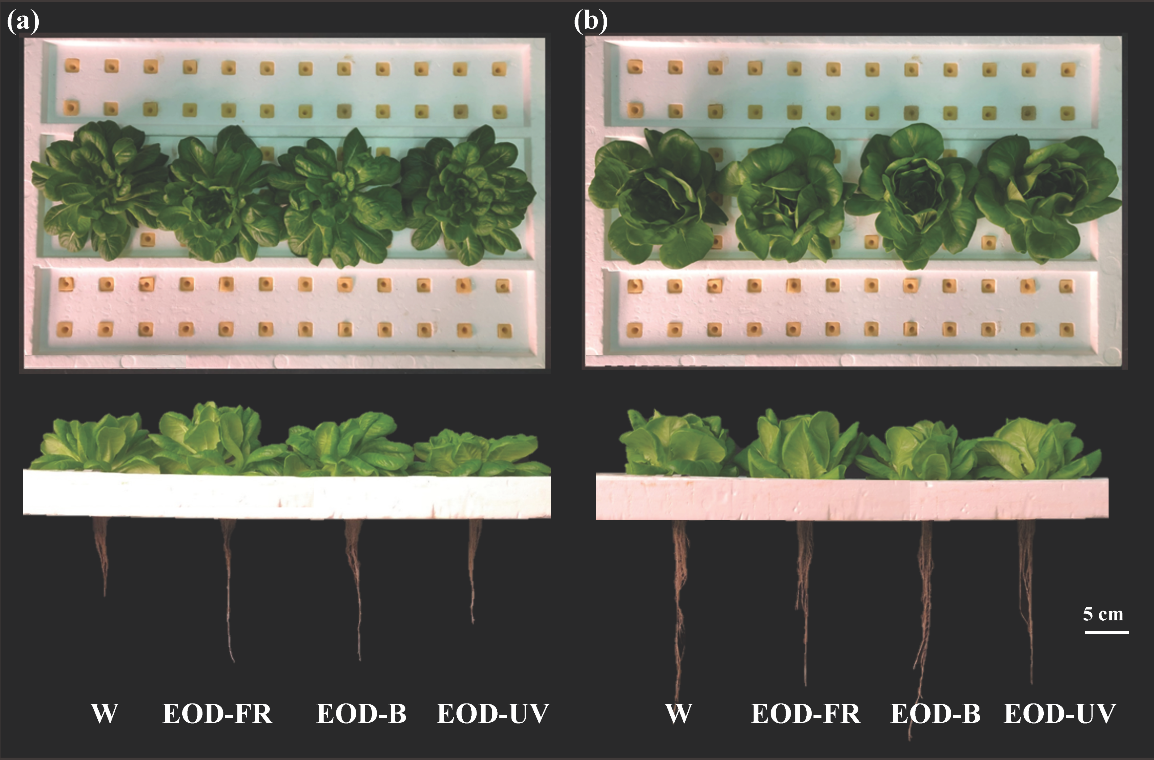 Agronomy 10 01475 g002