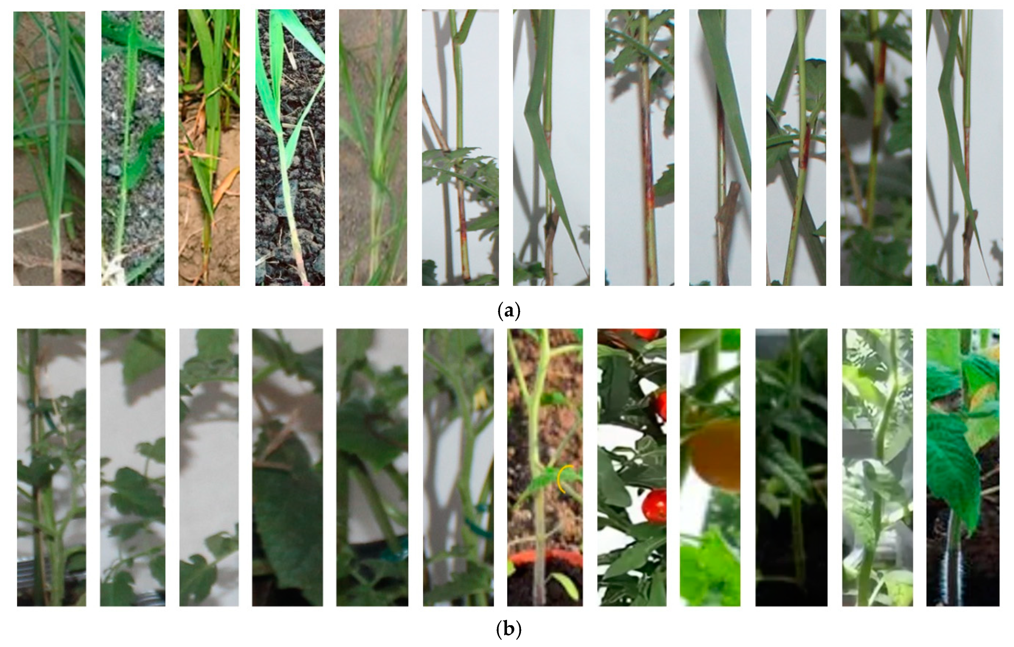 Agronomy | Free Full-Text | A Concept of a Compact and Inexpensive Device  for Controlling Weeds with Laser Beams
