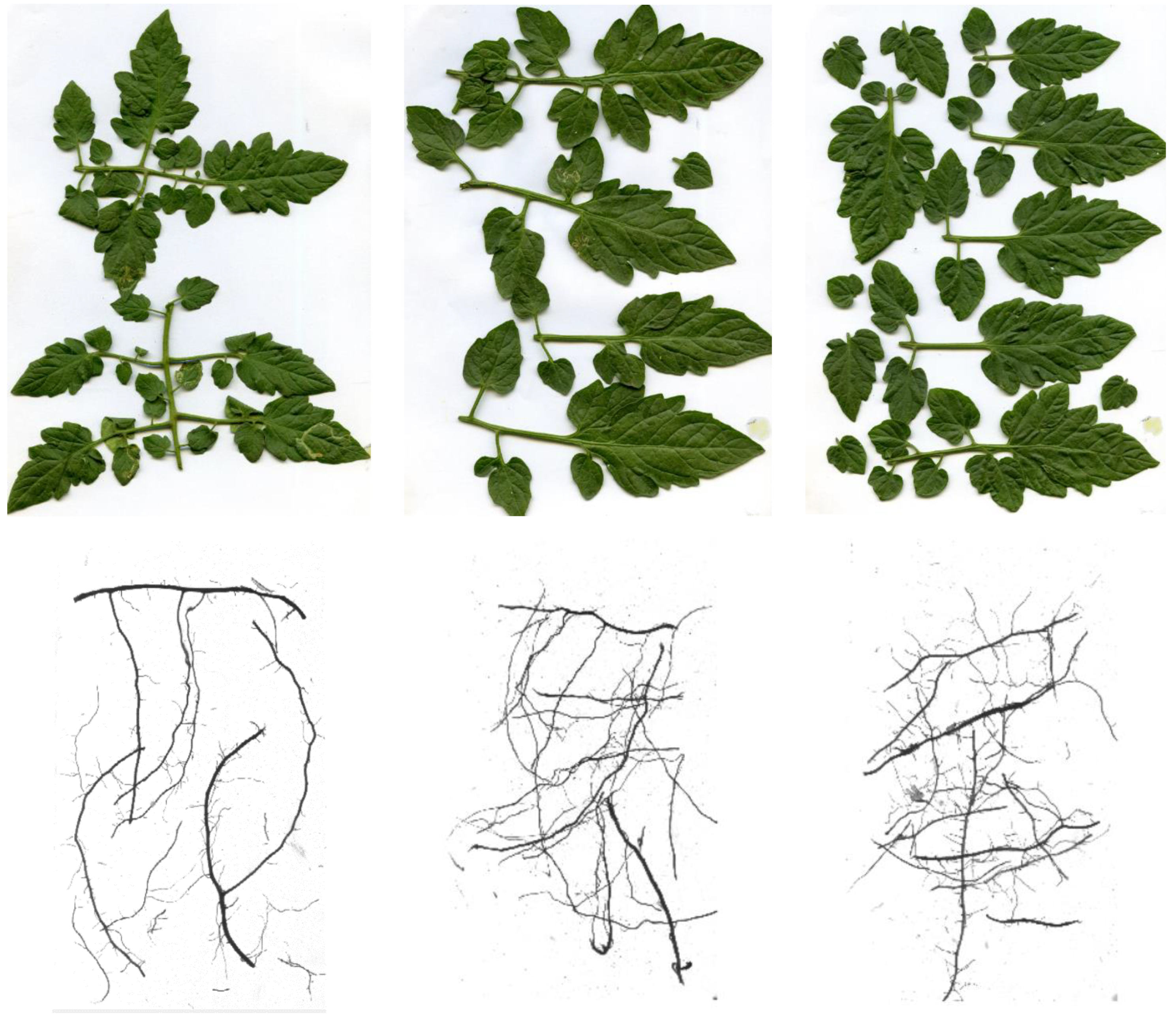 Agronomy 10 01685 g001 Agronomy 10 01685 g001