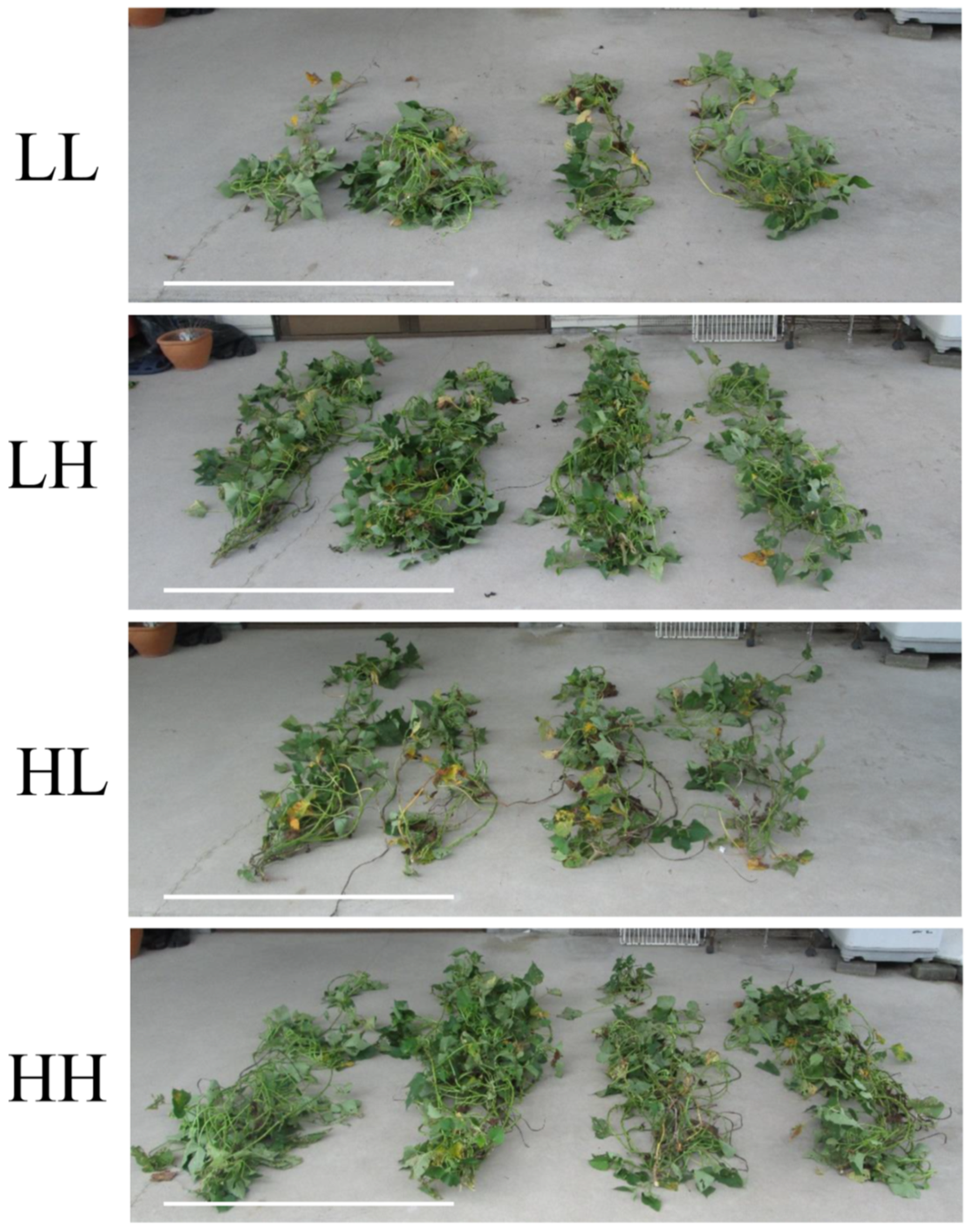 Agronomy 10 01708 g004 Agronomy 10 01708 g004