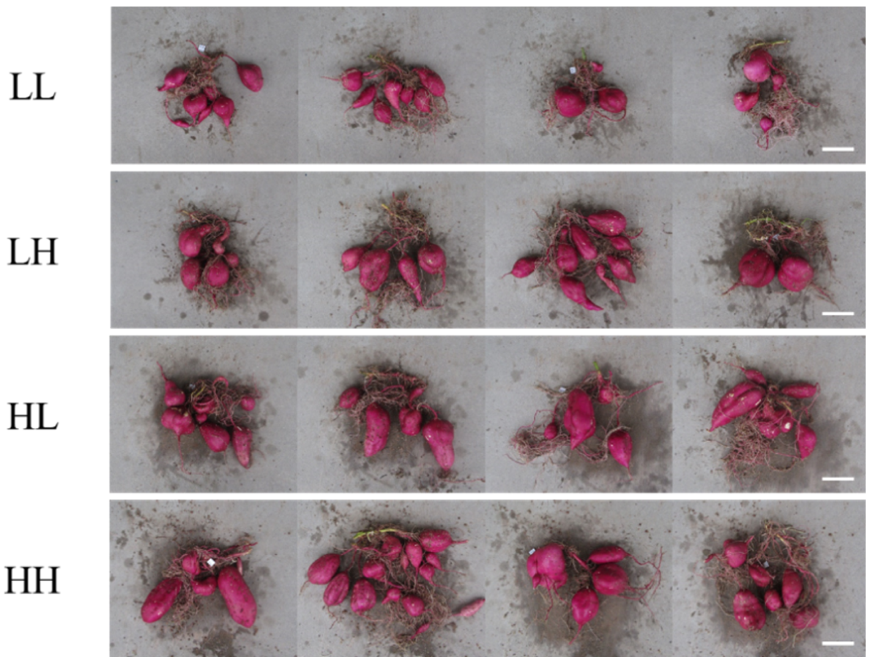 Agronomy 10 01708 g007 Agronomy 10 01708 g007