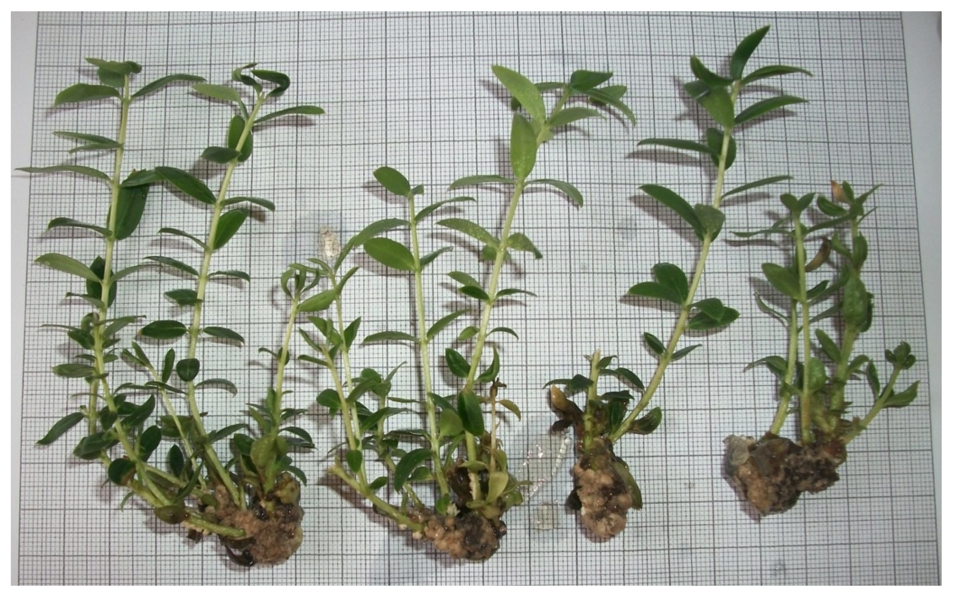 Agronomy 10 01742 g002