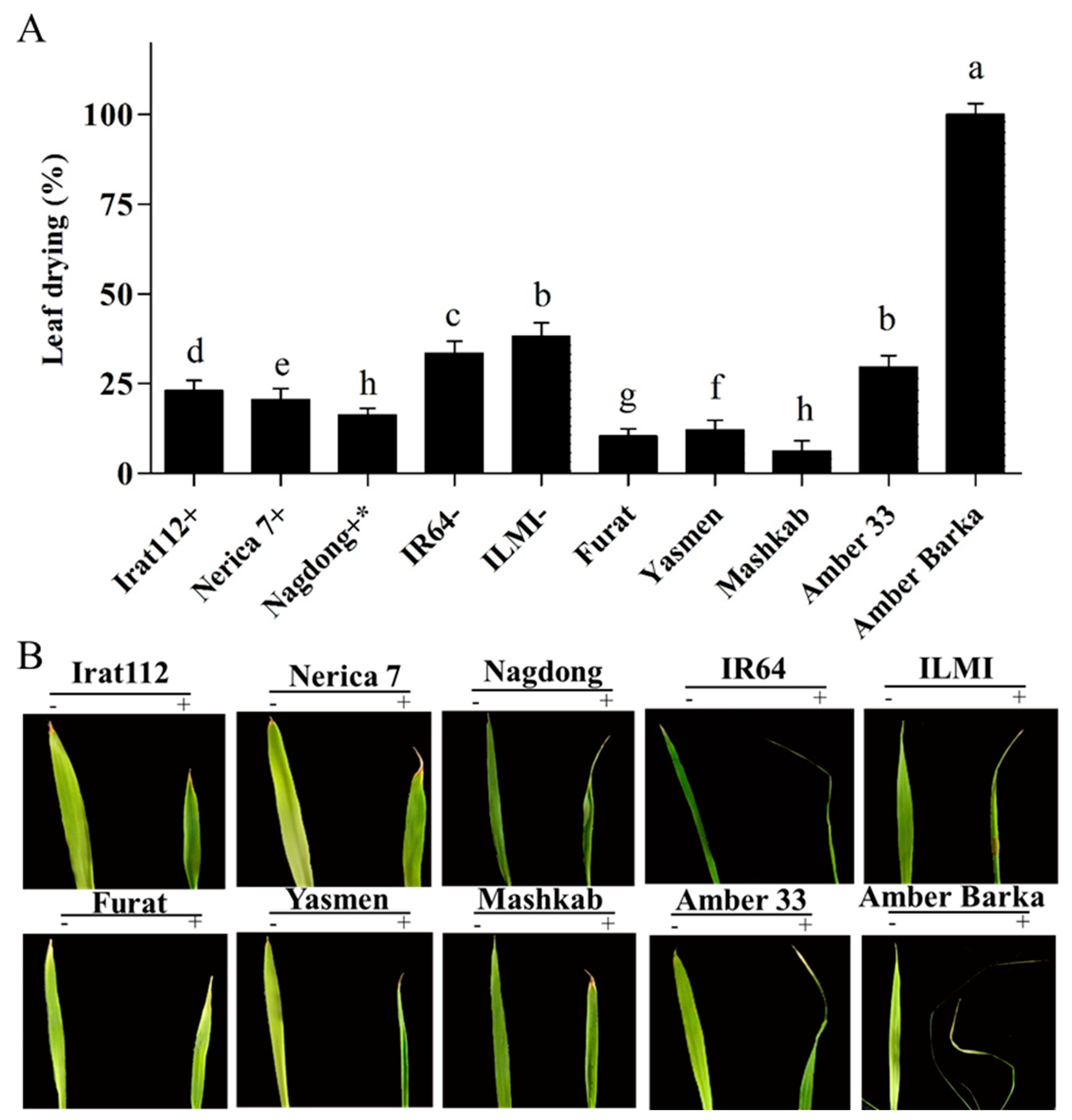 Agronomy 10 01782 g001