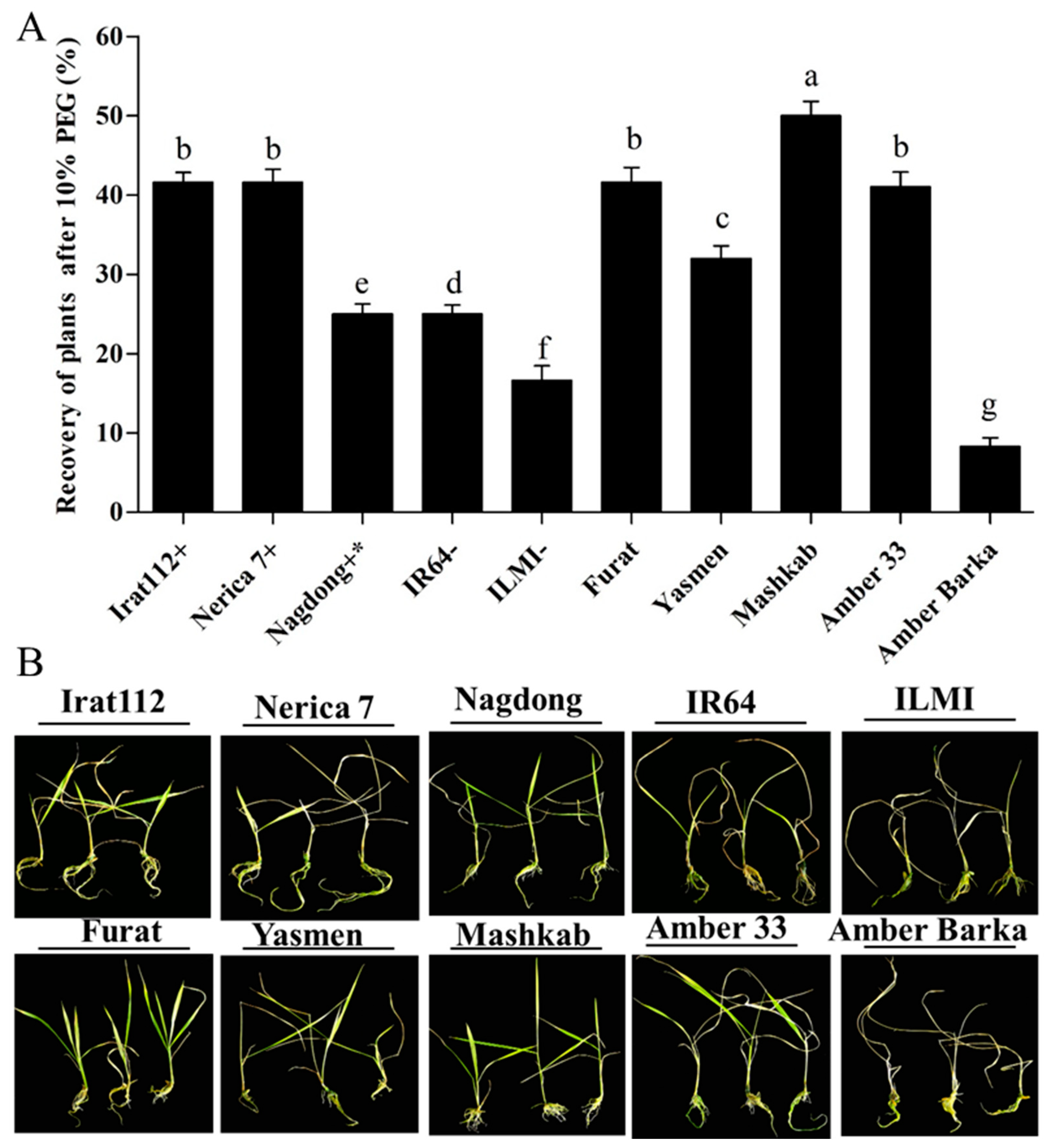 Agronomy 10 01782 g004