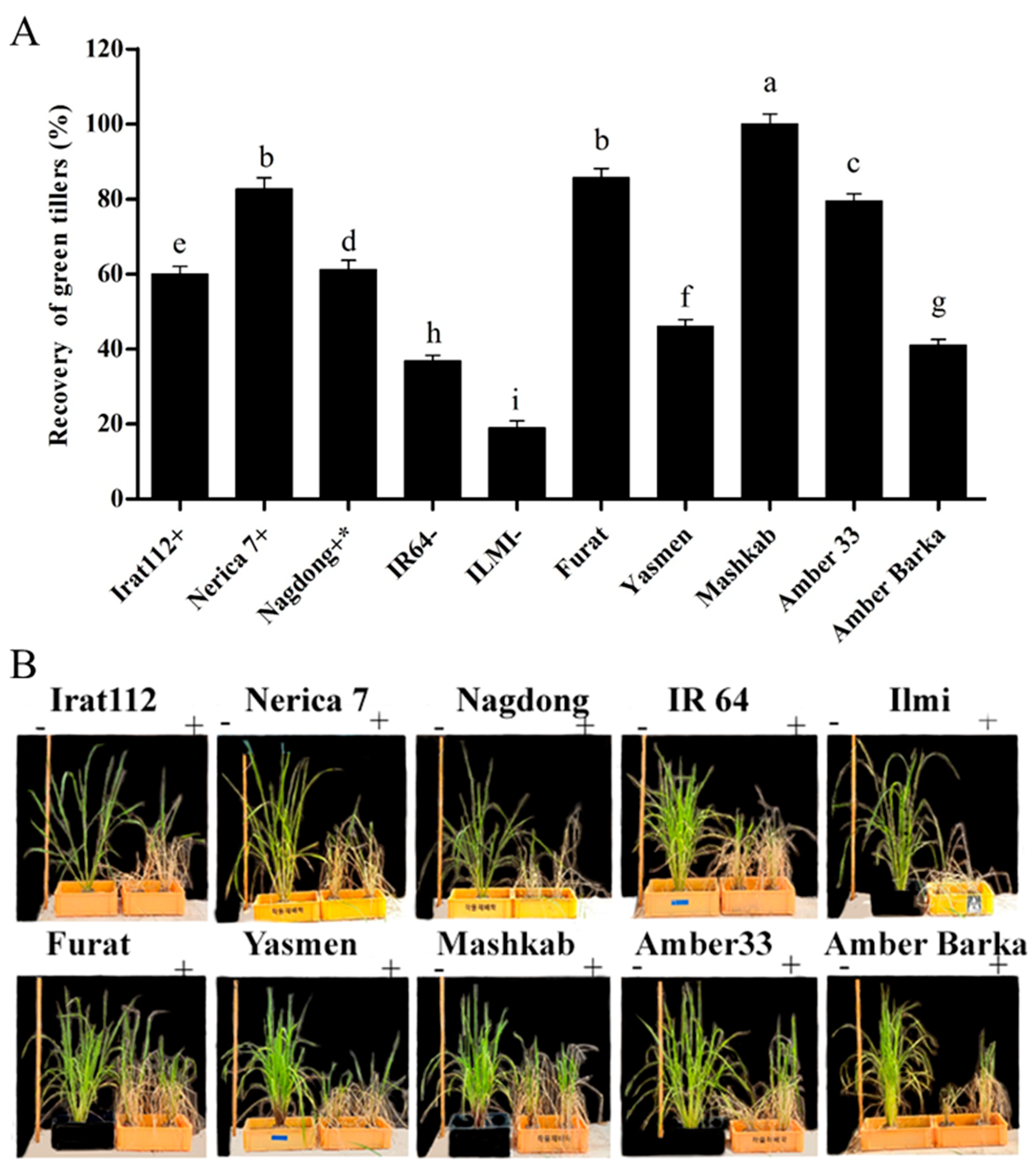 Agronomy 10 01782 g008