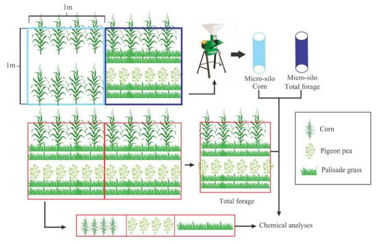 PDF) Effects of row spacing and intercrop on maize grain yield and forage  production of palisade grass