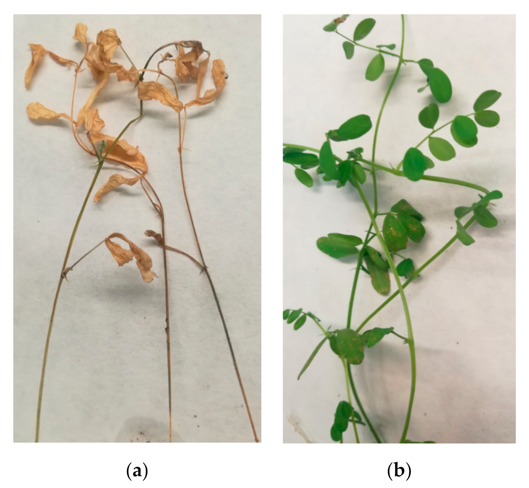Agronomy | Free Full-Text | Resistance to Anthracnose (Colletotrichum  lentis, Race 0) in Lens spp. Germplasm