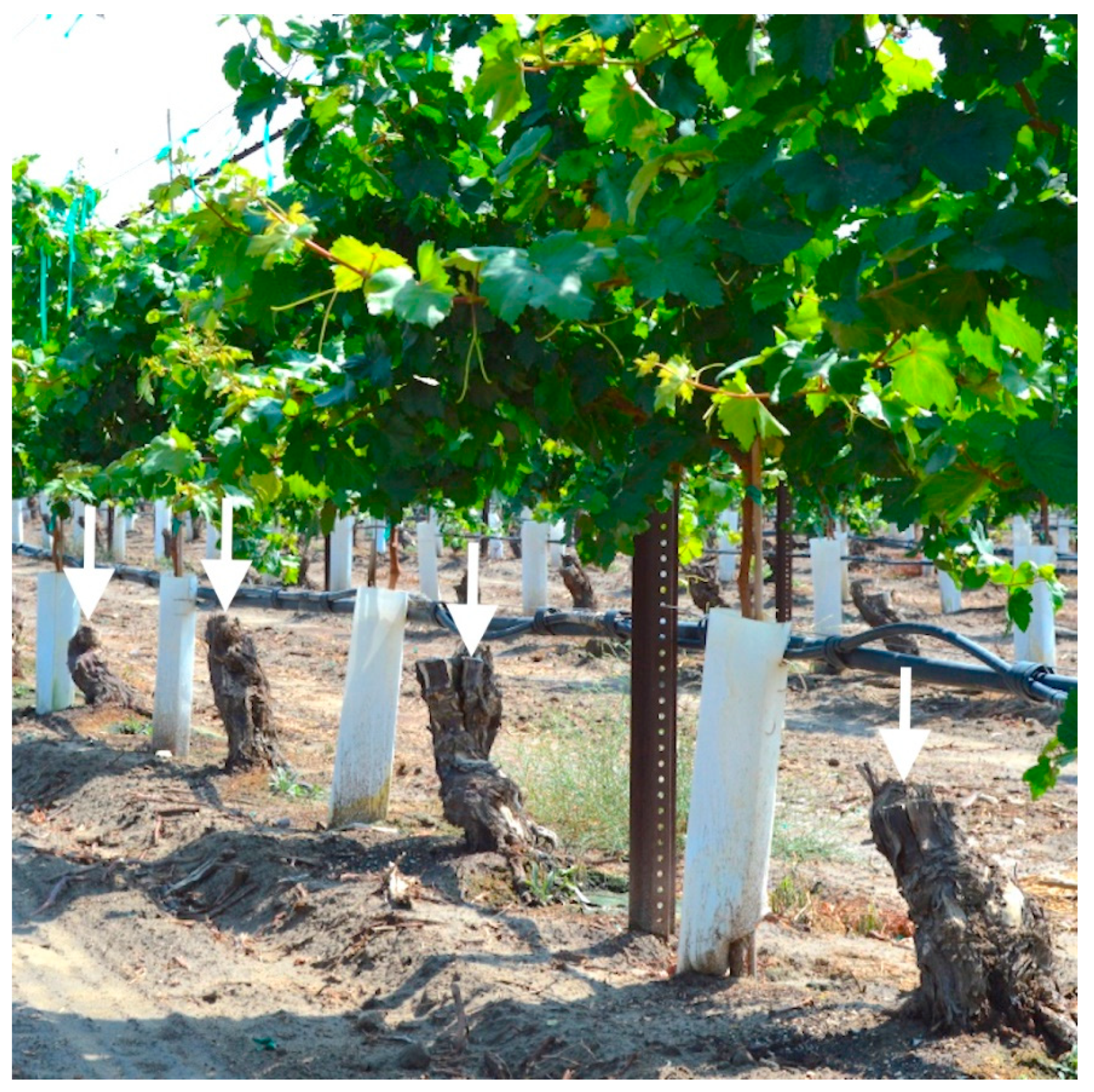 Agronomy 10 01895 g001