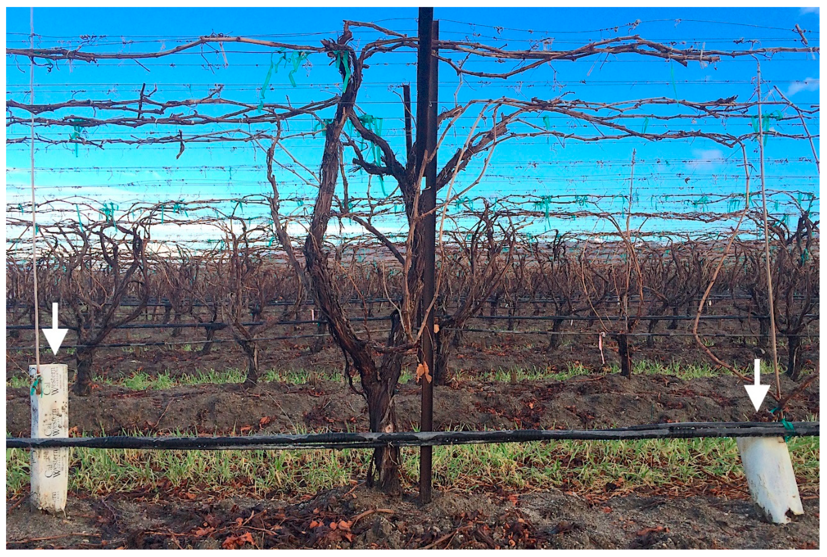 Agronomy 10 01895 g002