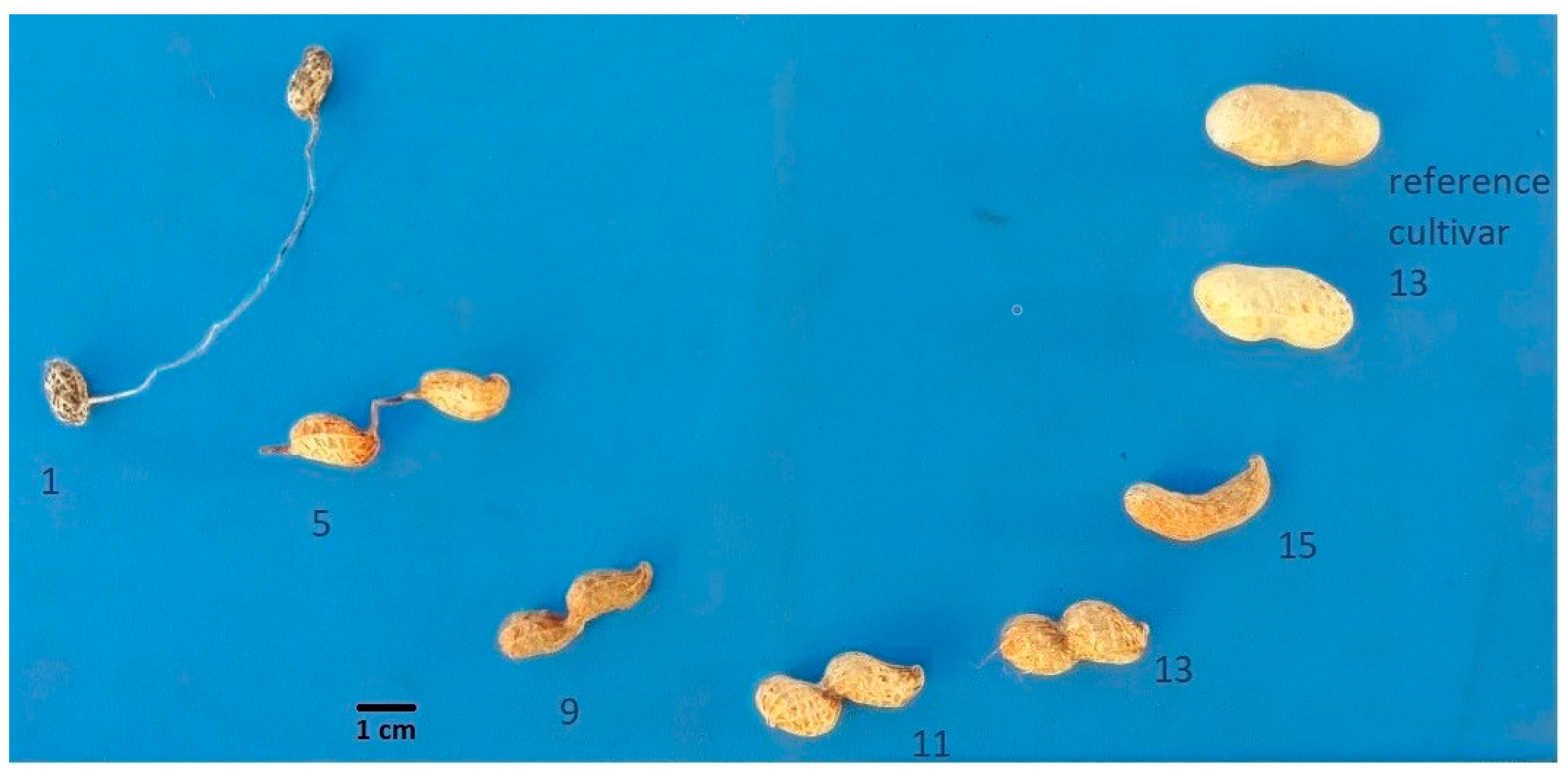 Agronomy 10 01917 g001