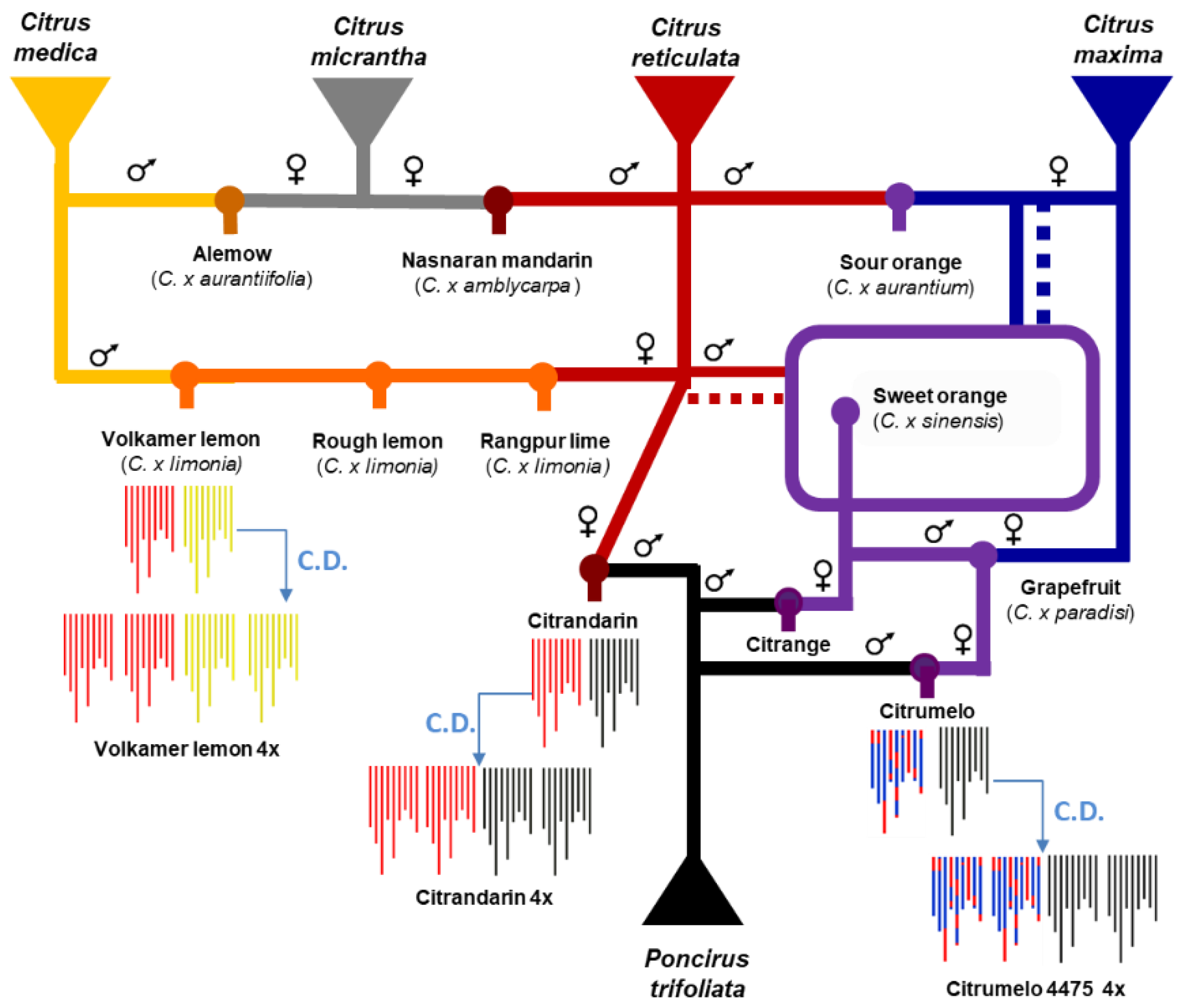 Agronomy Free Full Text Intermediate Inheritance With Disomic Tendency In Tetraploid Intergeneric Citrus Poncirus Hybrids Enhances The Efficiency Of Citrus Rootstock Breeding Html