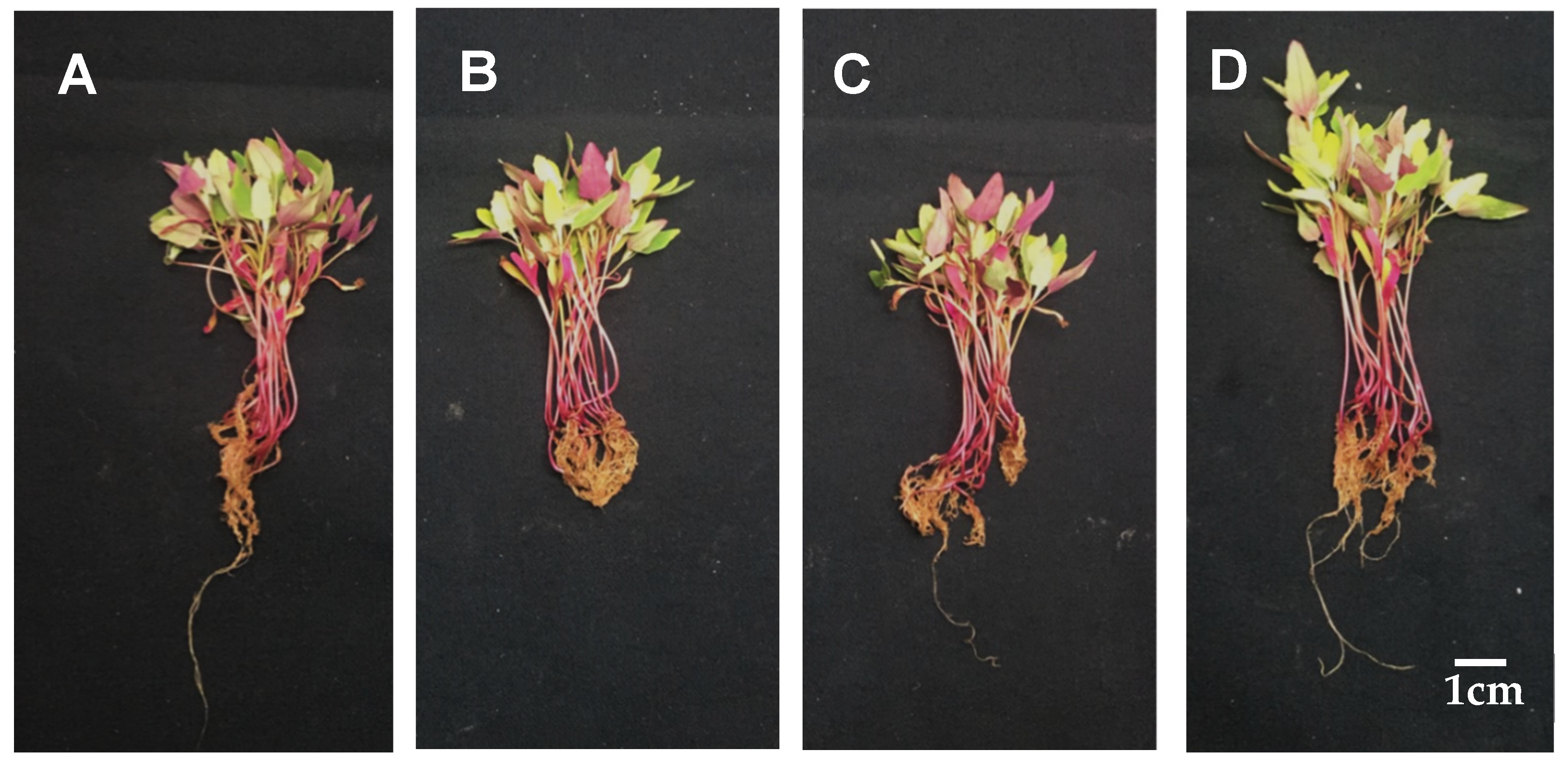 Agronomy 11 00082 g001 Agronomy 11 00082 g001