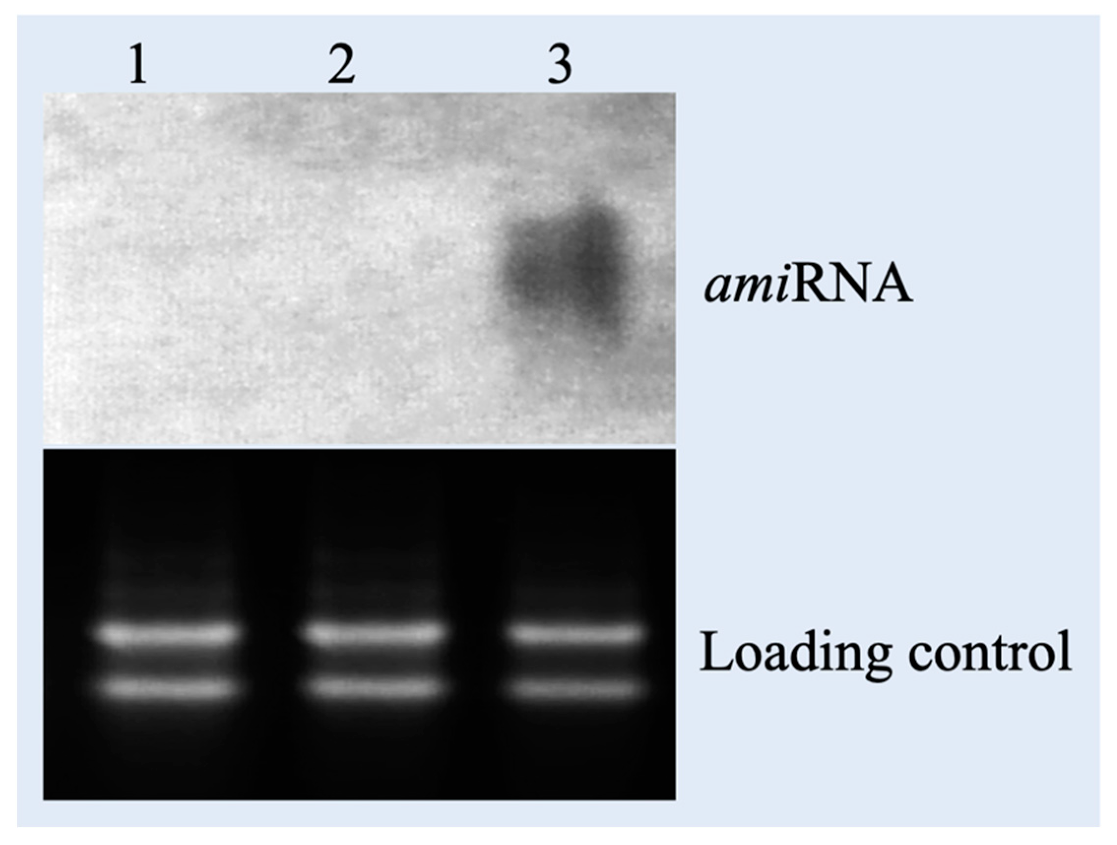 Agronomy 11 00136 g004