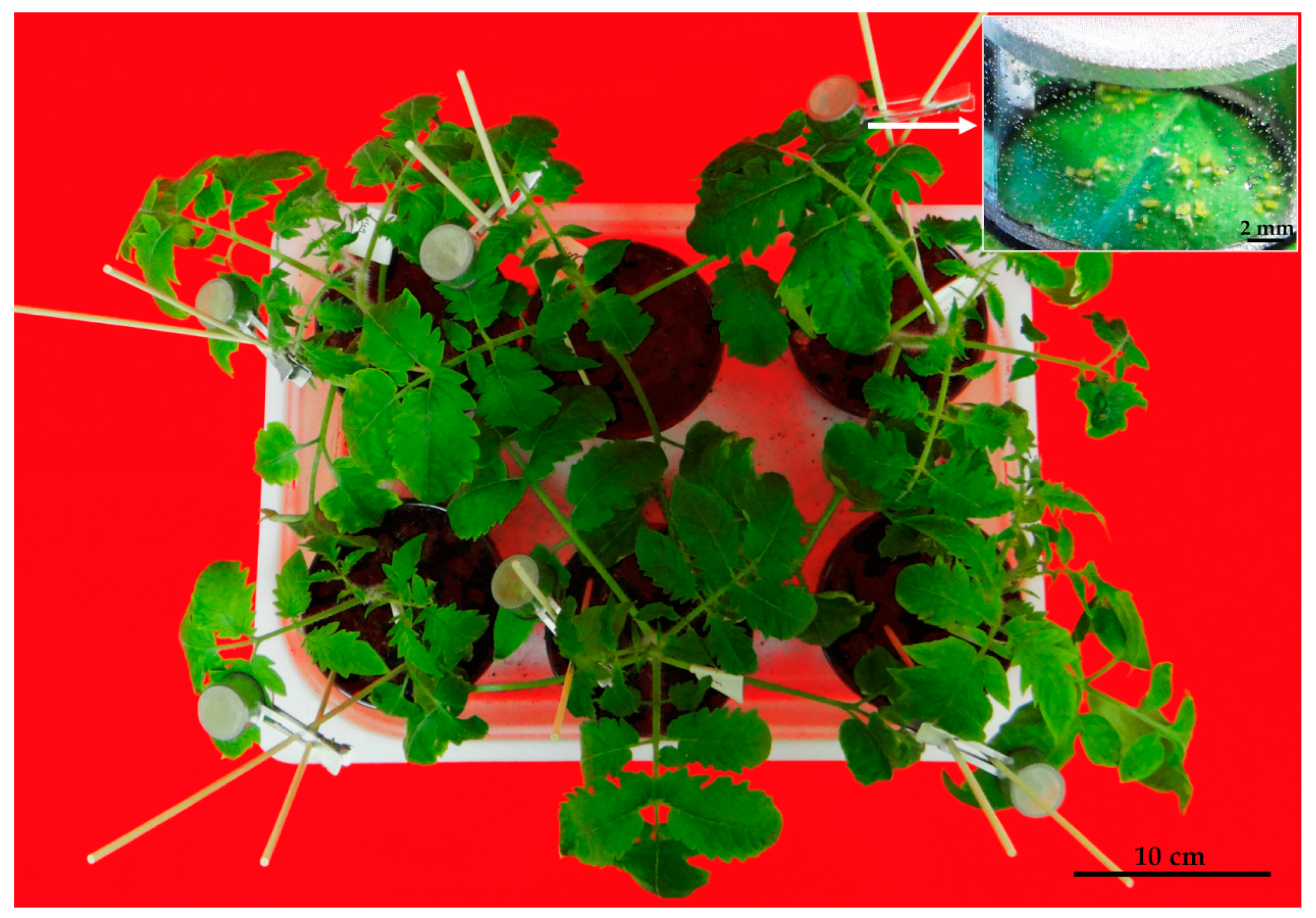 Agronomy 11 00136 g006