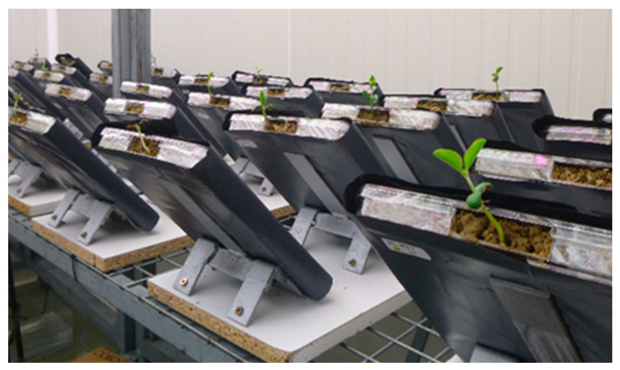 Agronomy | Free Full-Text | Early-Stage Phenotyping of Root Traits Provides  Insights into the Drought Tolerance Level of Soybean Cultivars