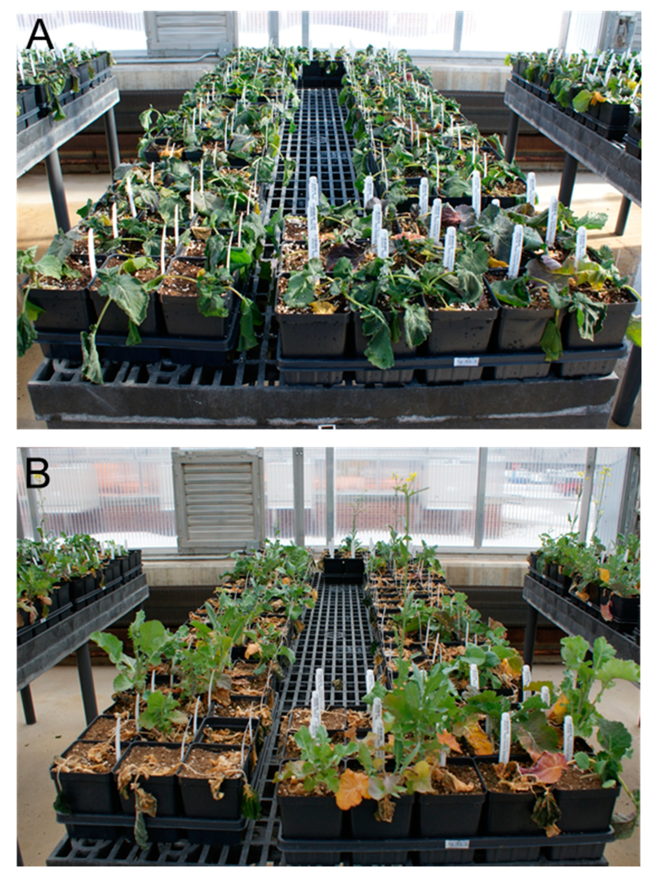 Agronomy 11 00233 g002 Agronomy 11 00233 g002