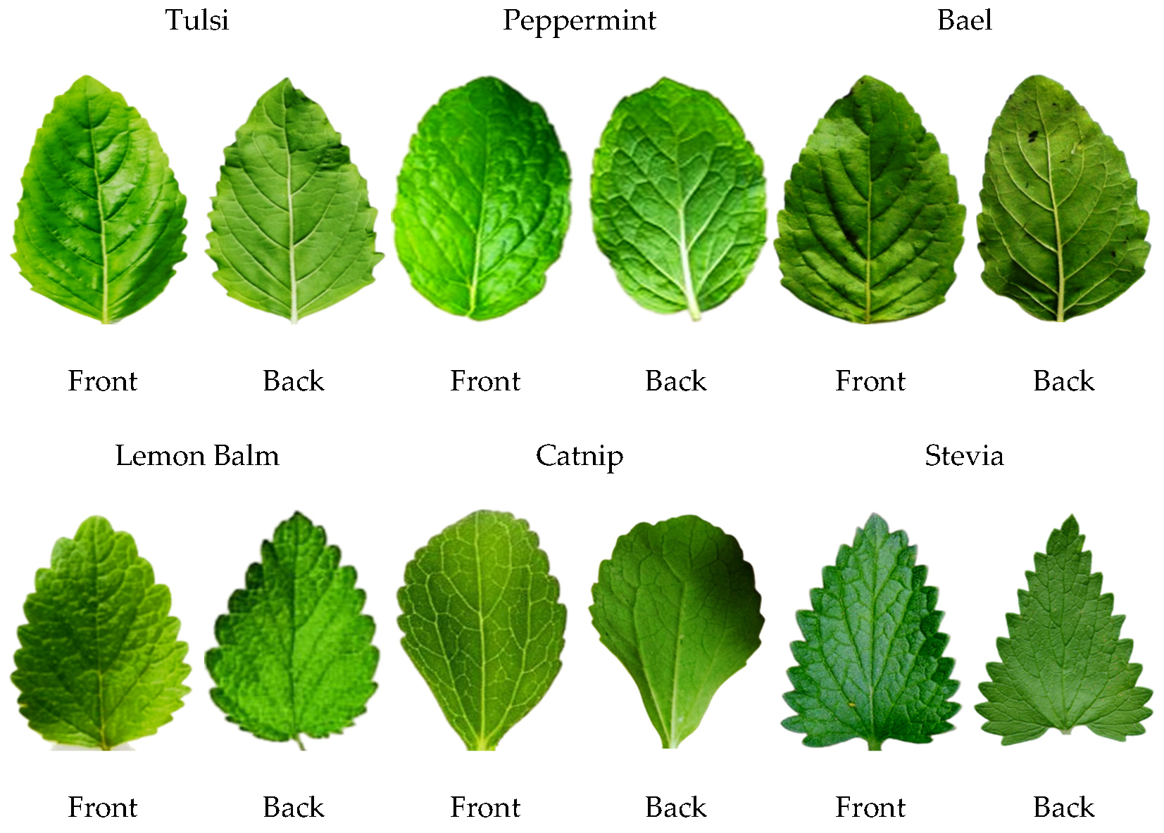 Agronomy | Free Full-Text | The Classification of Medicinal Plant Leaves  Based on Multispectral and Texture Feature Using Machine Learning Approach