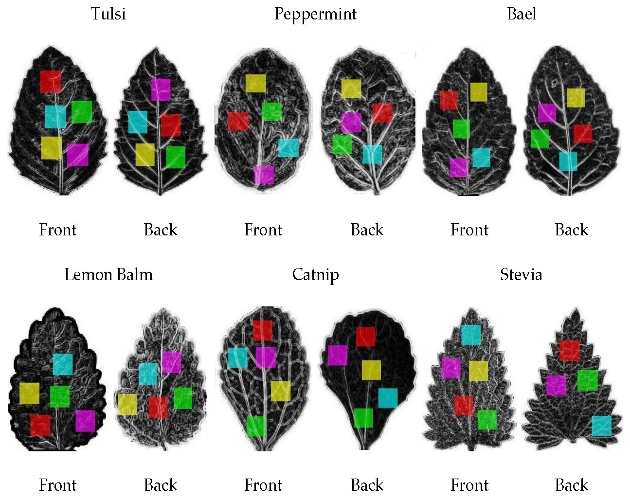 Examples of leaf shapes  Download Scientific Diagram
