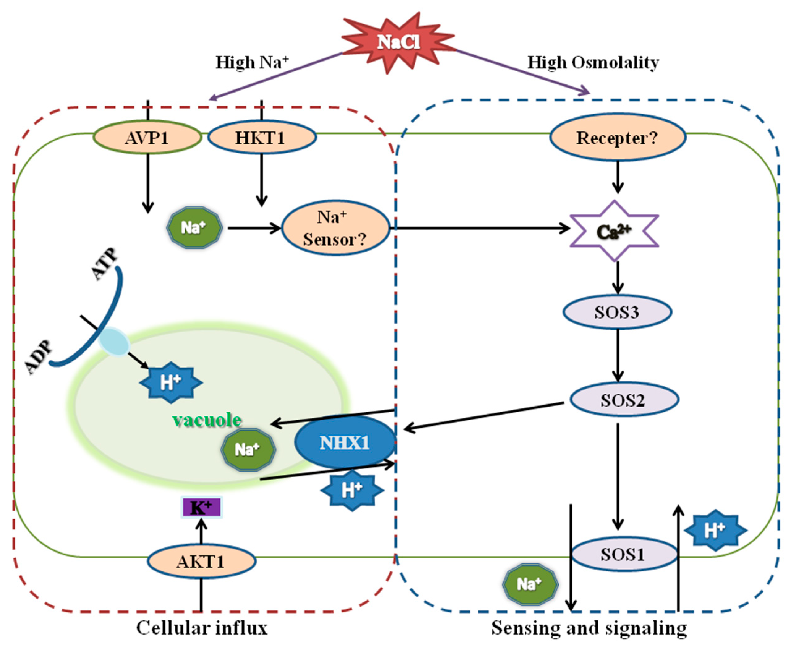 Agronomy 11 00264 g008 Agronomy 11 00264 g008