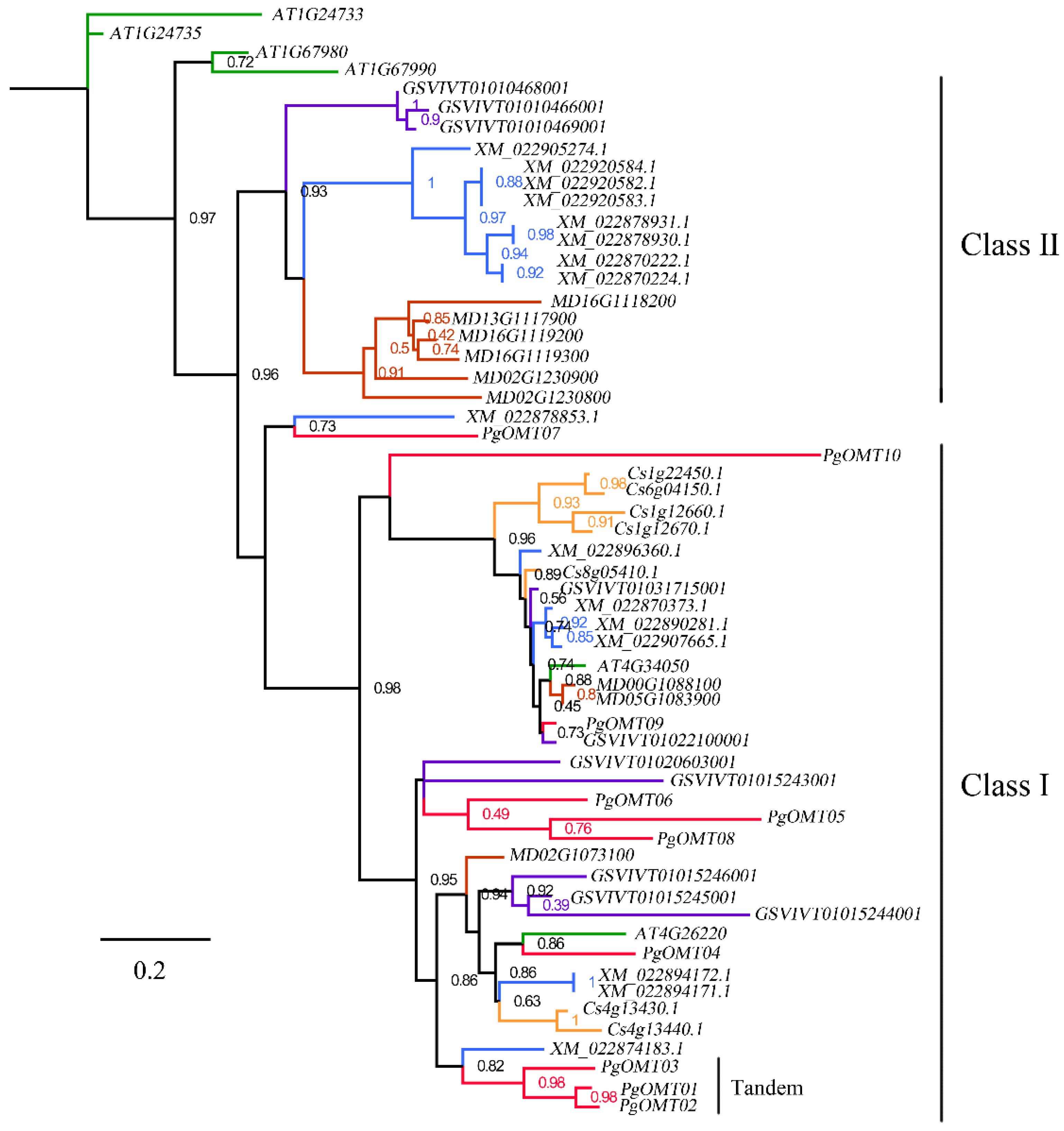 Agronomy | Free Full-Text | Genome-Wide Identification and Evolutionary ...