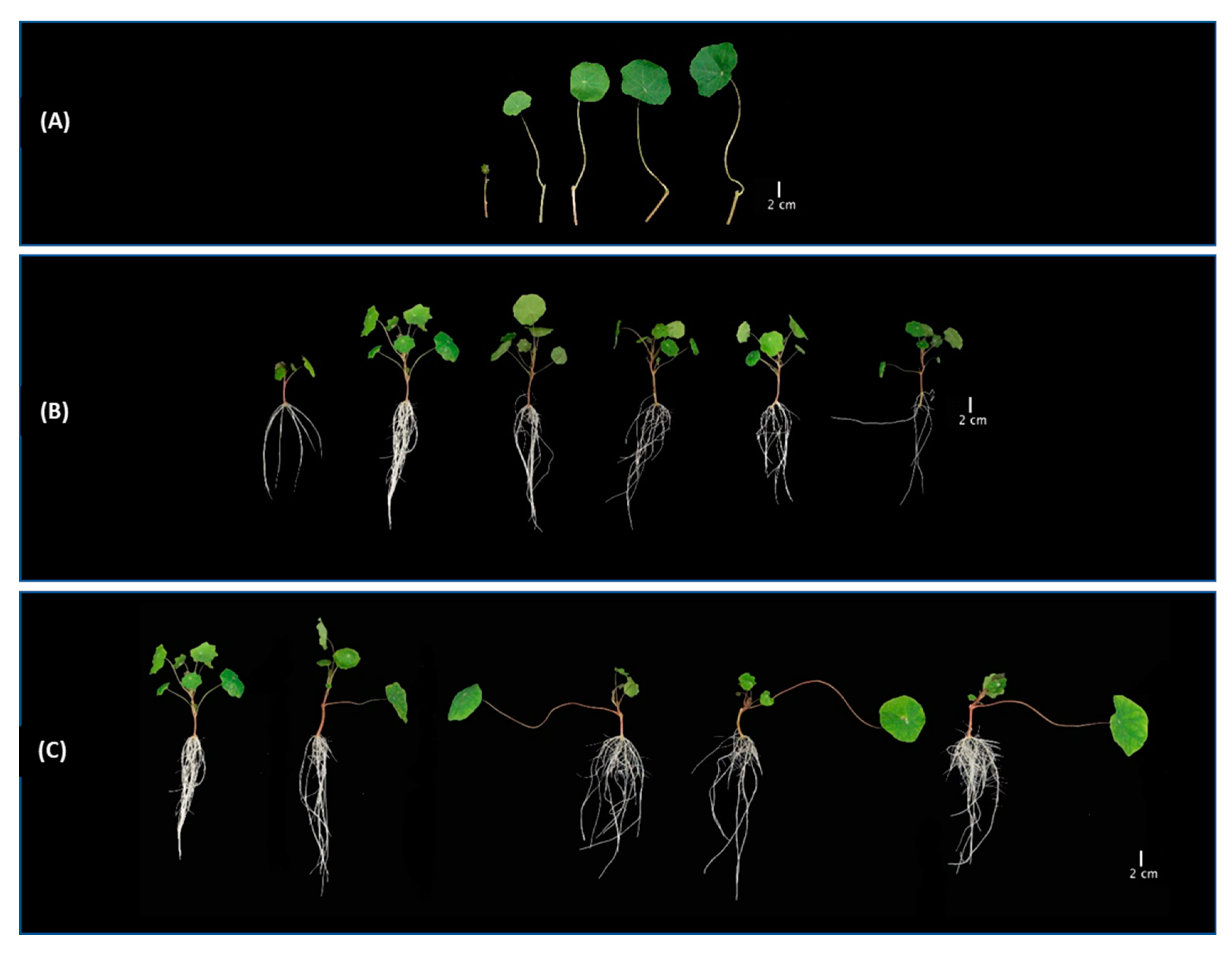 Agronomy 11 00363 g004