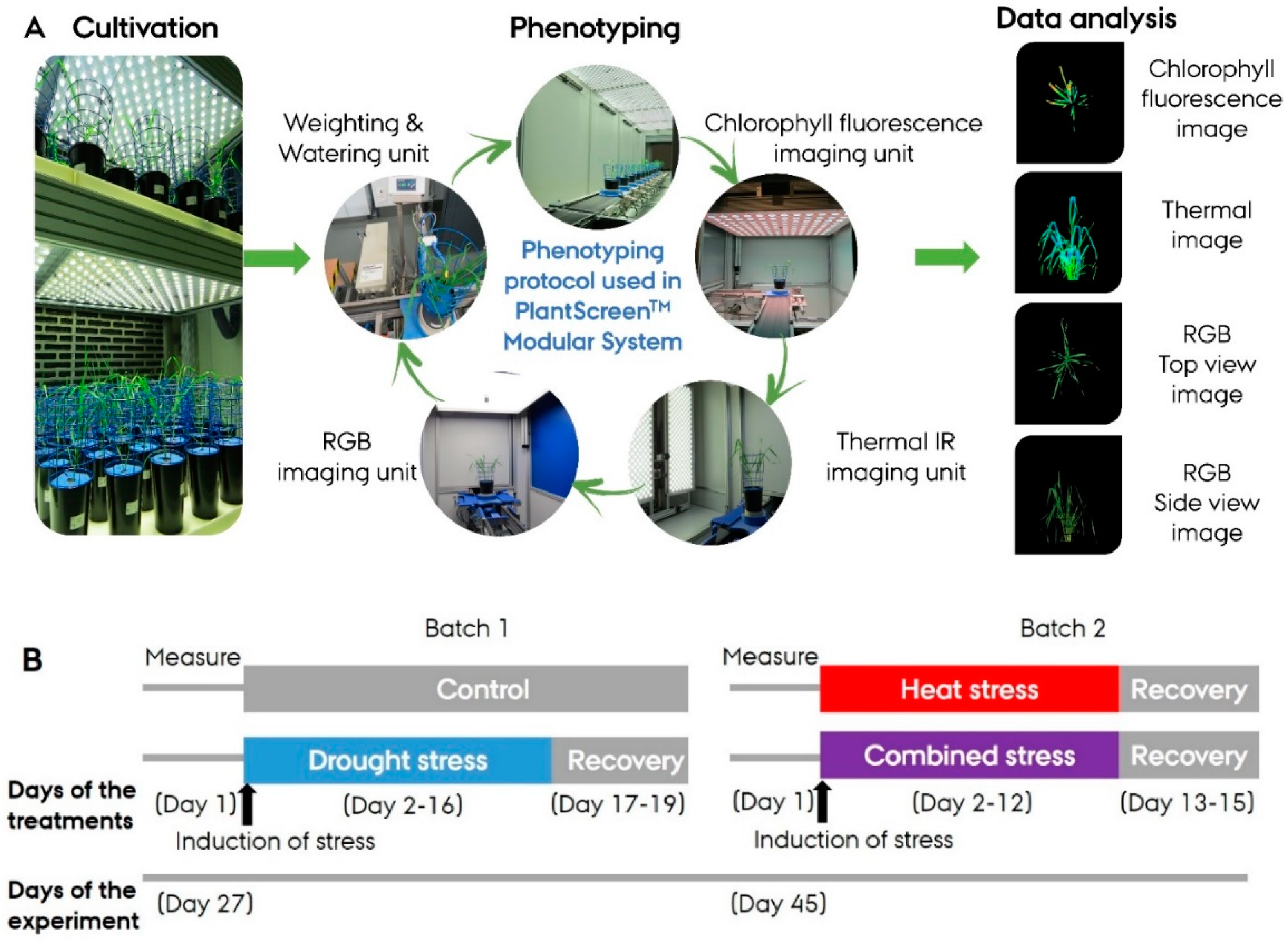 Agronomy | Free Full-Text | Investigating Combined Drought- and Heat Stress  Effects in Wheat under Controlled Conditions by Dynamic Image-Based  Phenotyping