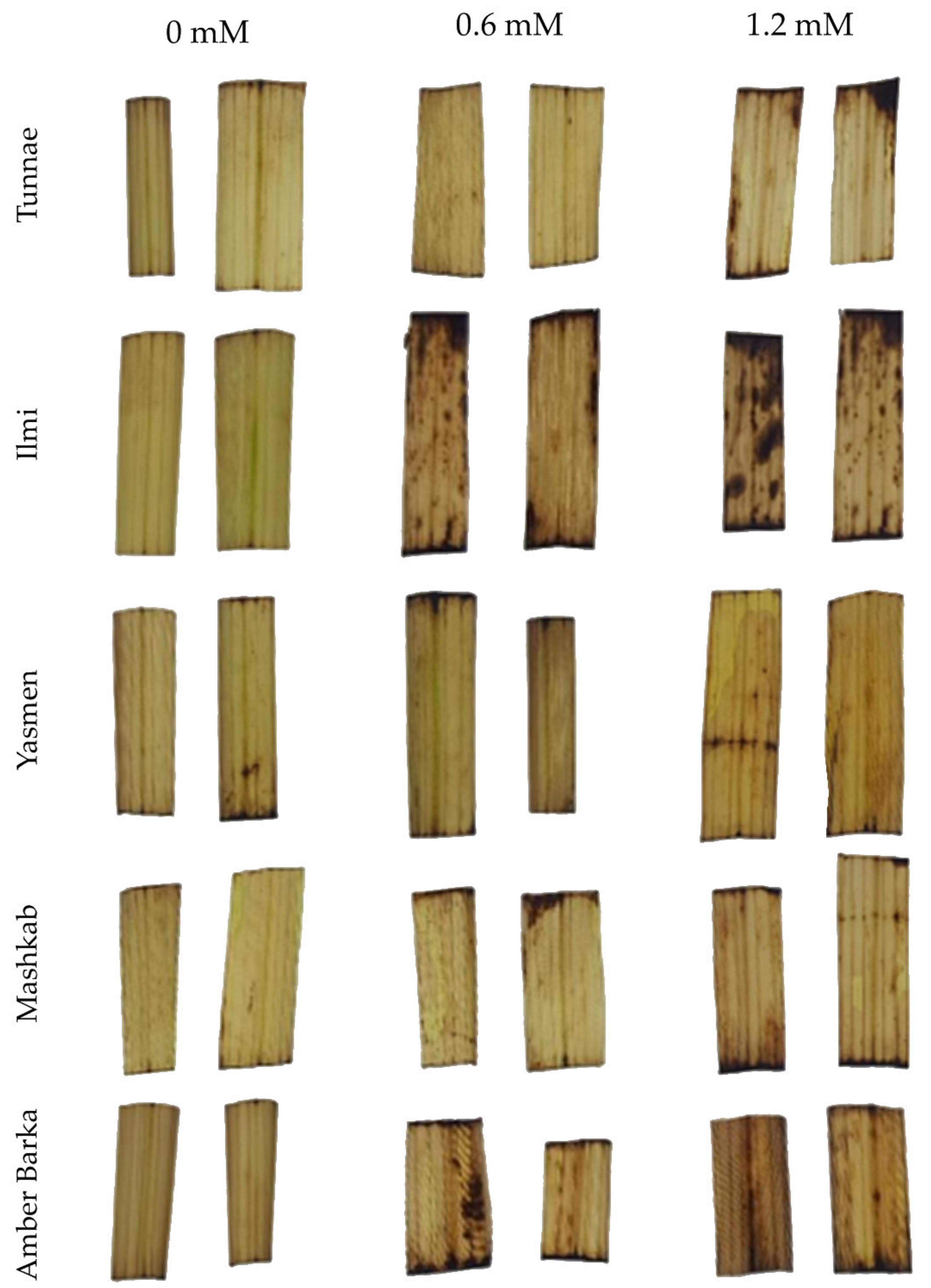 Agronomy 11 00409 g004
