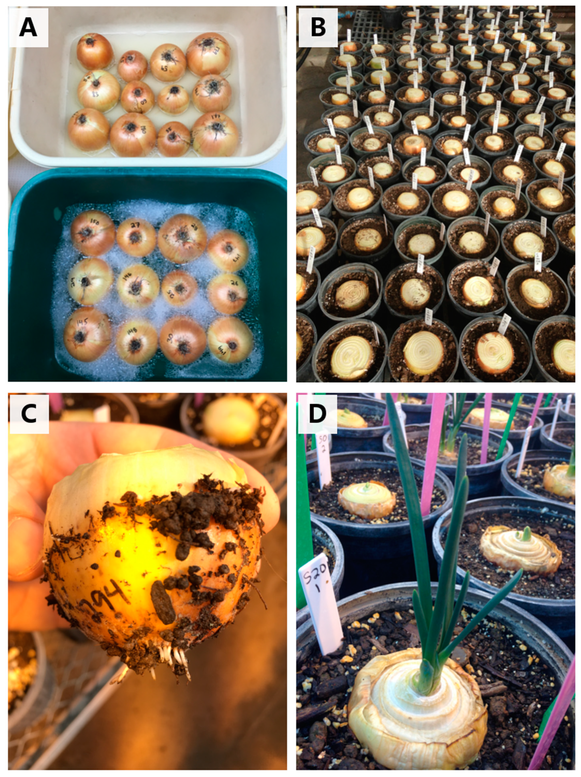 Agronomy 11 00482 g004 Agronomy 11 00482 g004