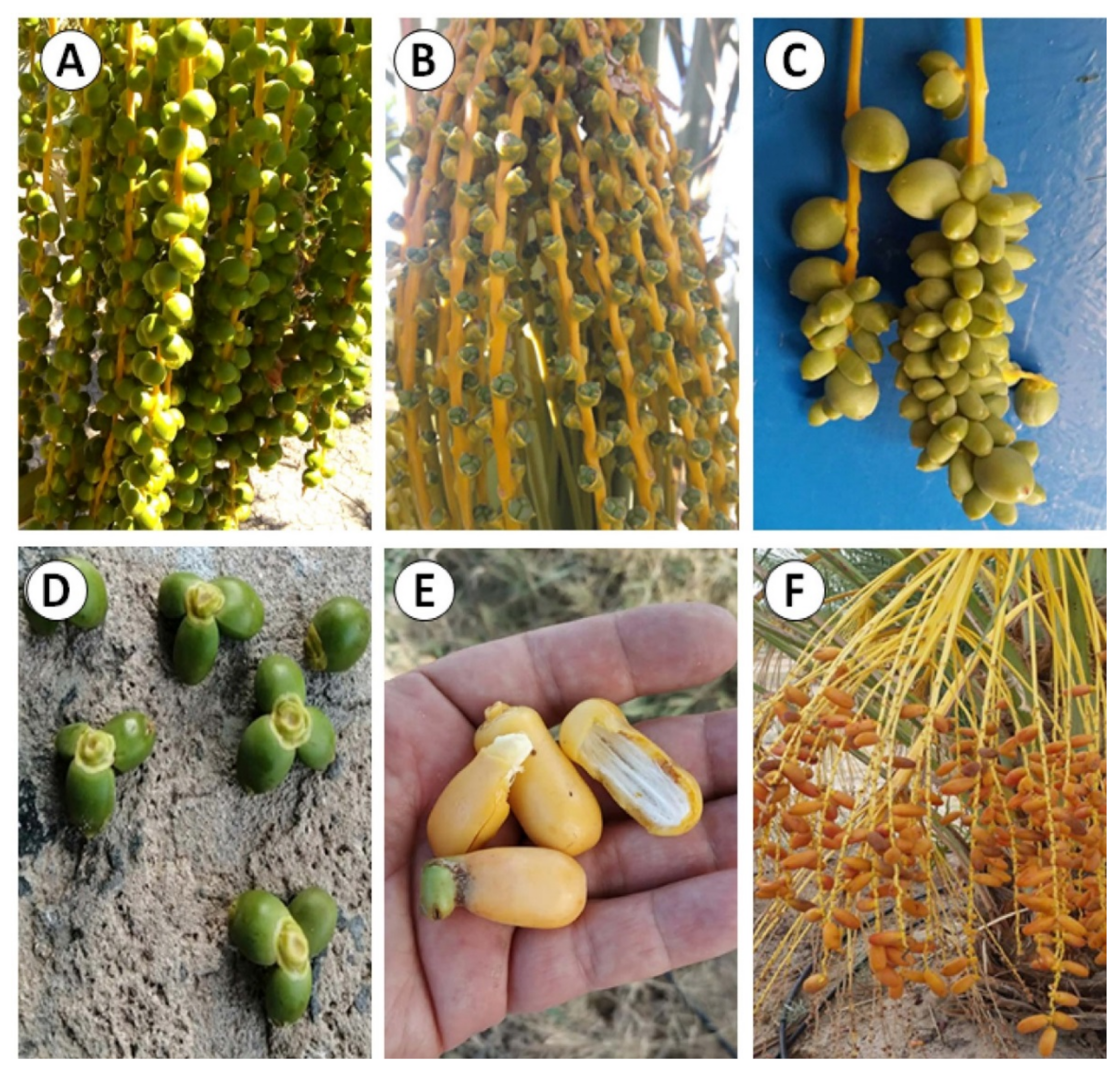 Agronomy | Free Full-Text | Date Palm Pollen: Features, Production,  Extraction and Pollination Methods