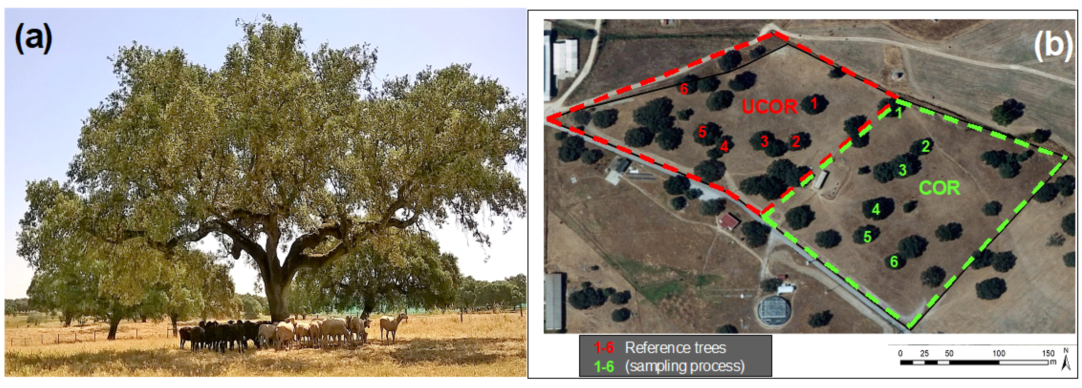 Agronomy 11 00514 g001