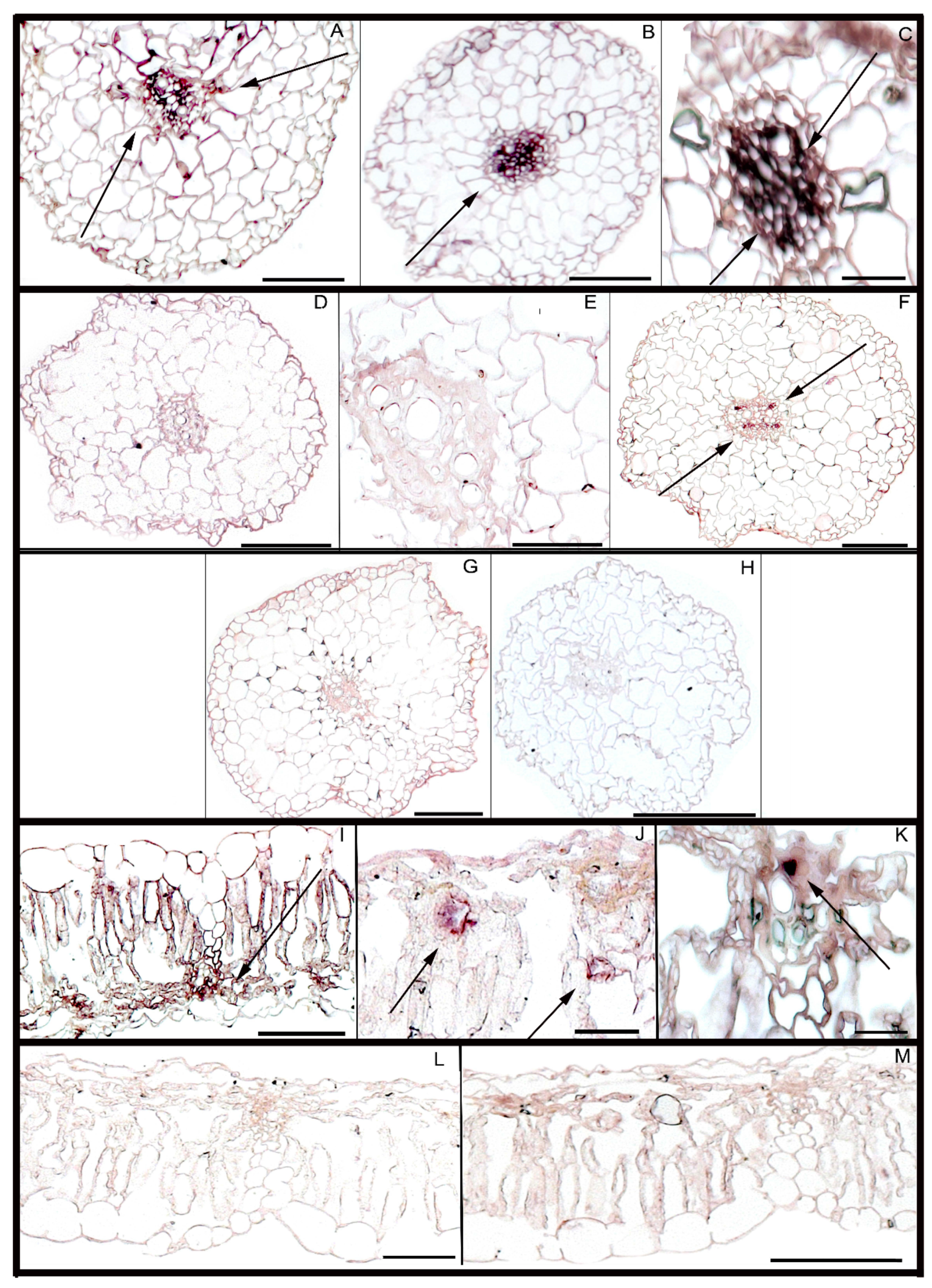 Agronomy 11 00559 g002 Agronomy 11 00559 g002