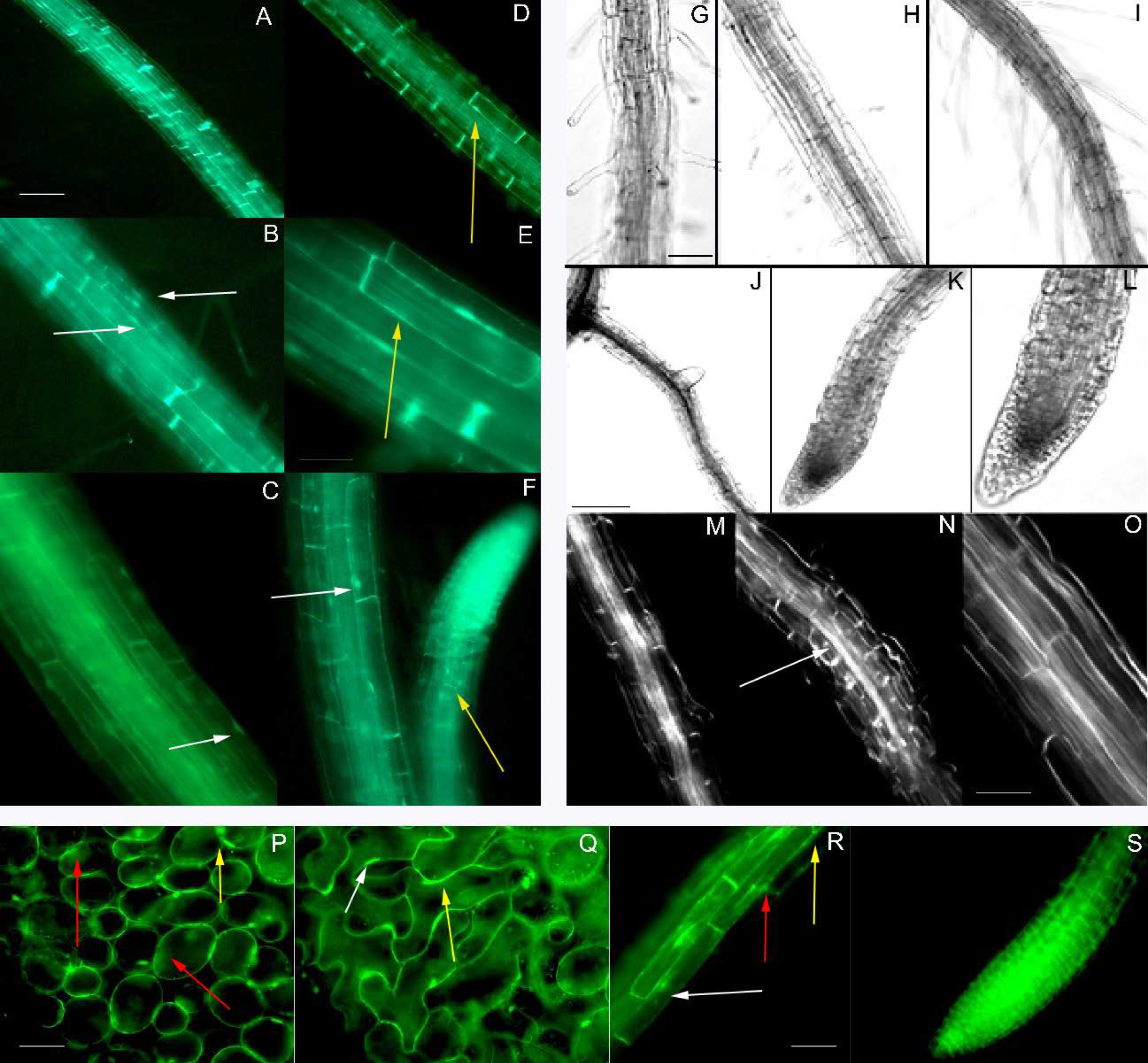 Agronomy 11 00559 g005 Agronomy 11 00559 g005