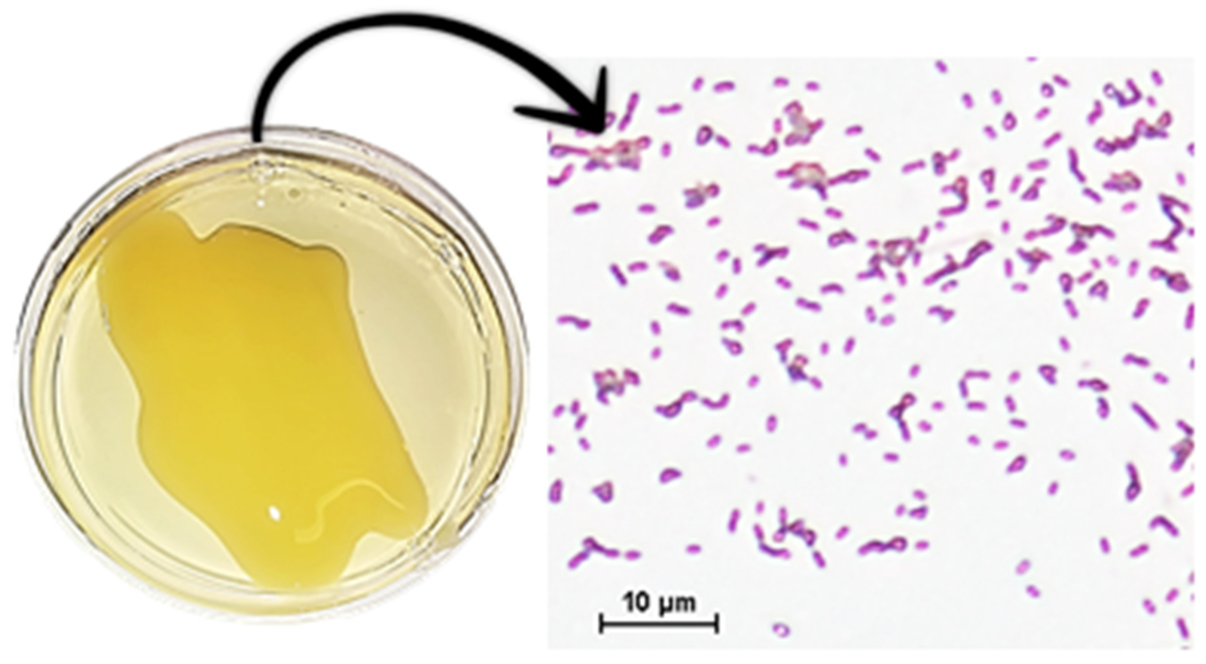 Agronomy 11 00569 g001 Agronomy 11 00569 g001