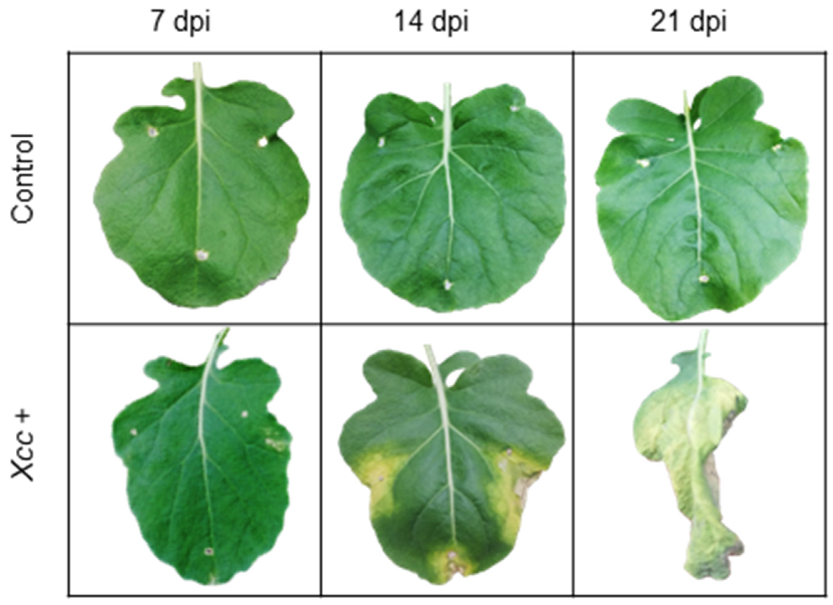 Agronomy 11 00569 g002 Agronomy 11 00569 g002