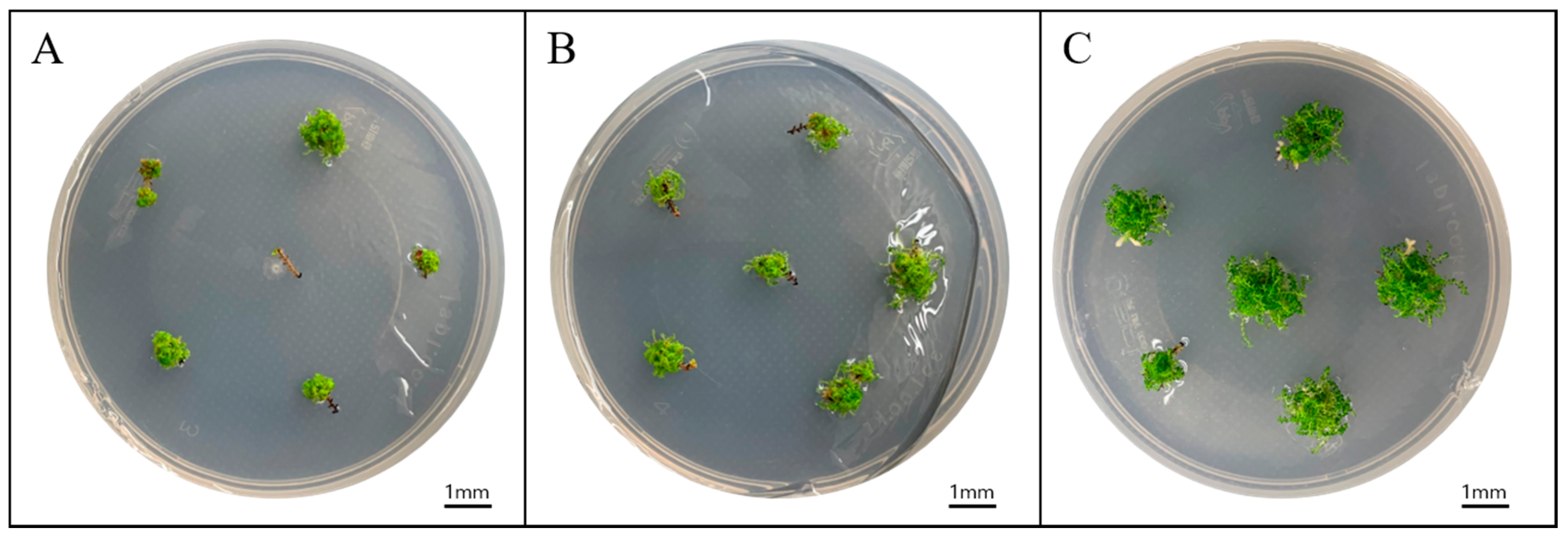 Agronomy 11 00578 g001 Agronomy 11 00578 g001