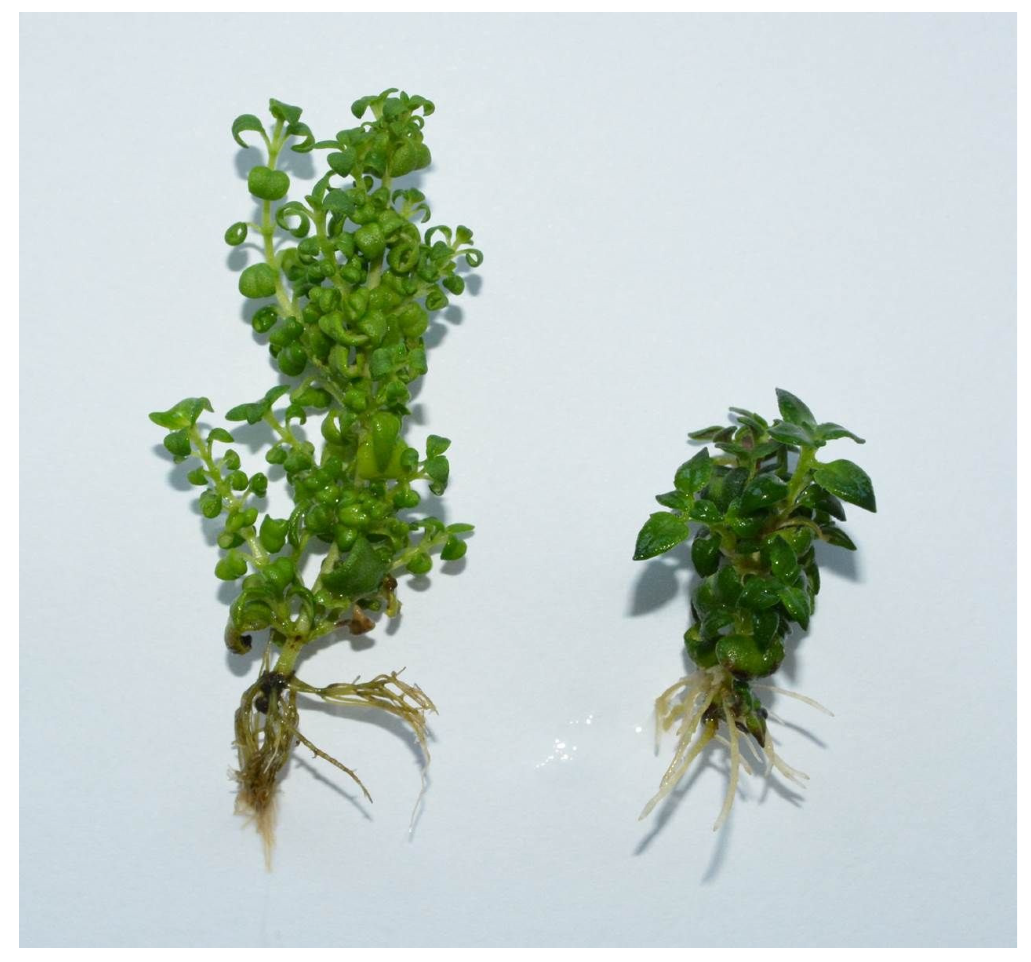 Agronomy 11 00596 g002 Agronomy 11 00596 g002