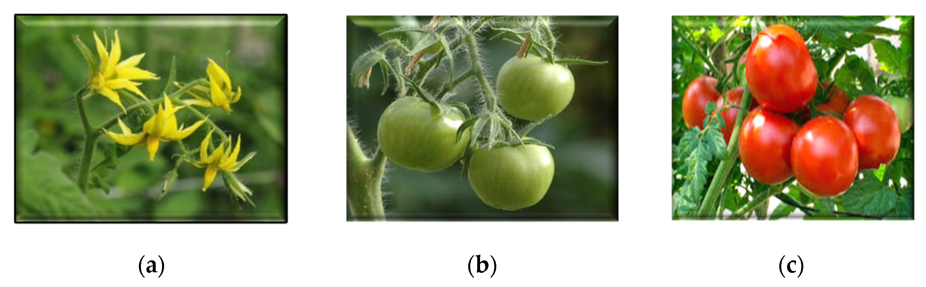 A low‐cost and efficient autonomous row‐following robot for food production  in polytunnels - Le - 2020 - Journal of Field Robotics - Wiley Online  Library