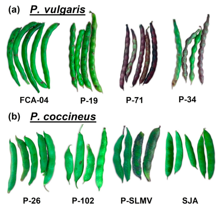 Agronomy | Free Full-Text | Physicochemical Characterization And ...