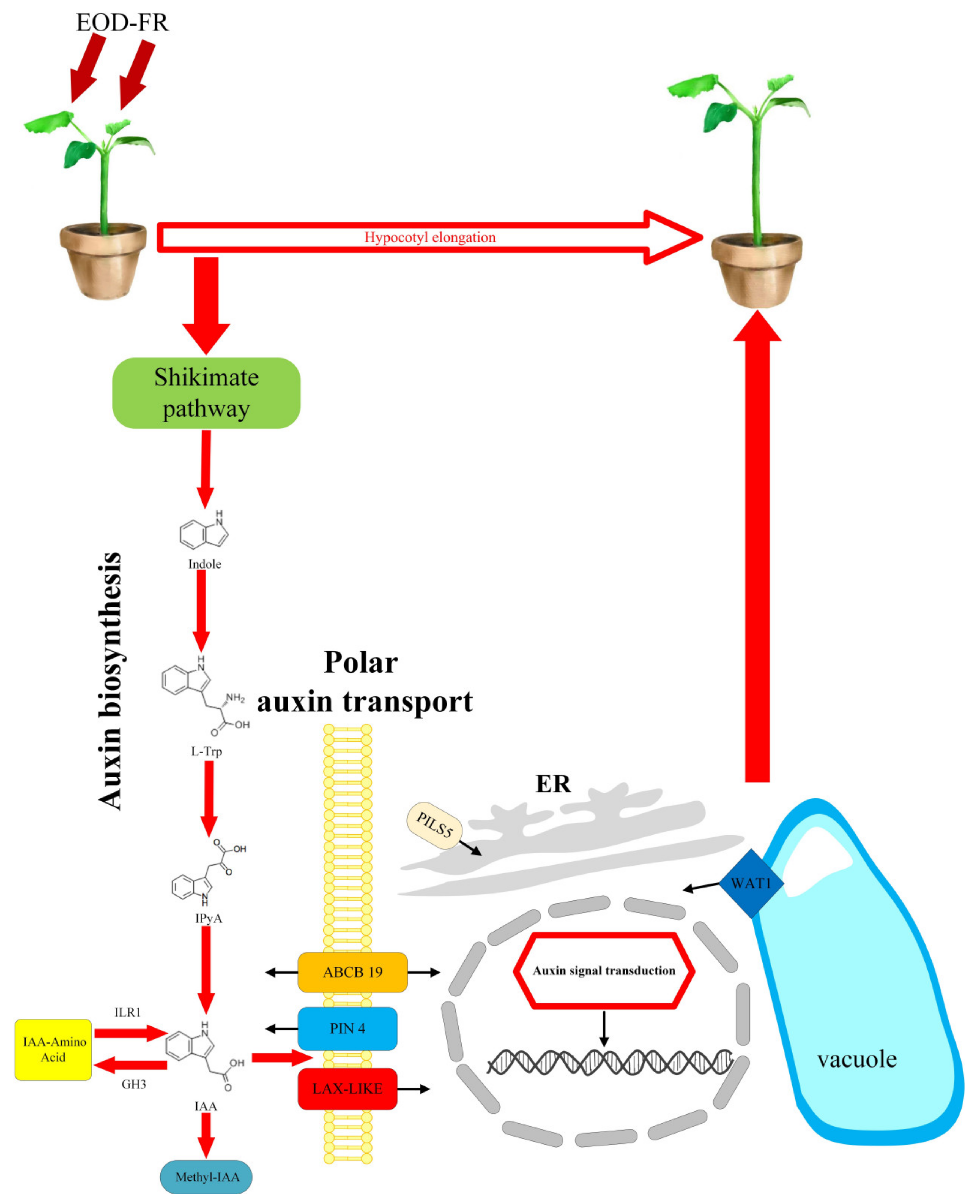 Agronomy 11 00853 g004