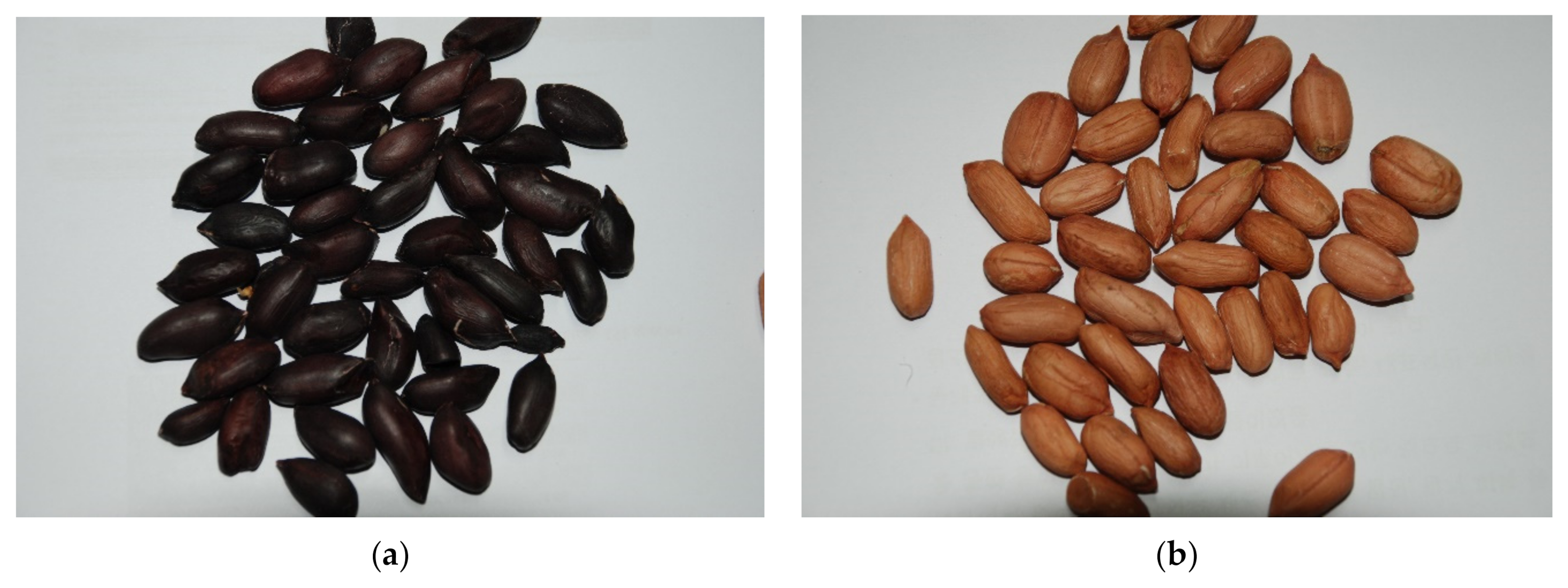 Valencia Peanut Seeds 1885