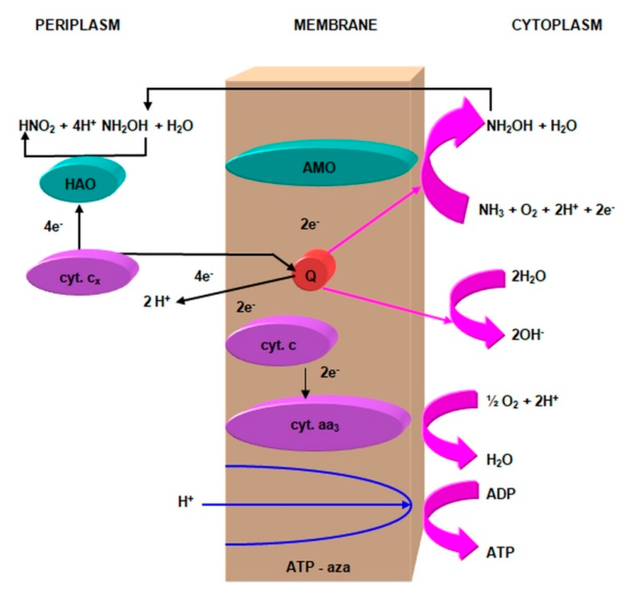 Agronomy 11 00977 g004