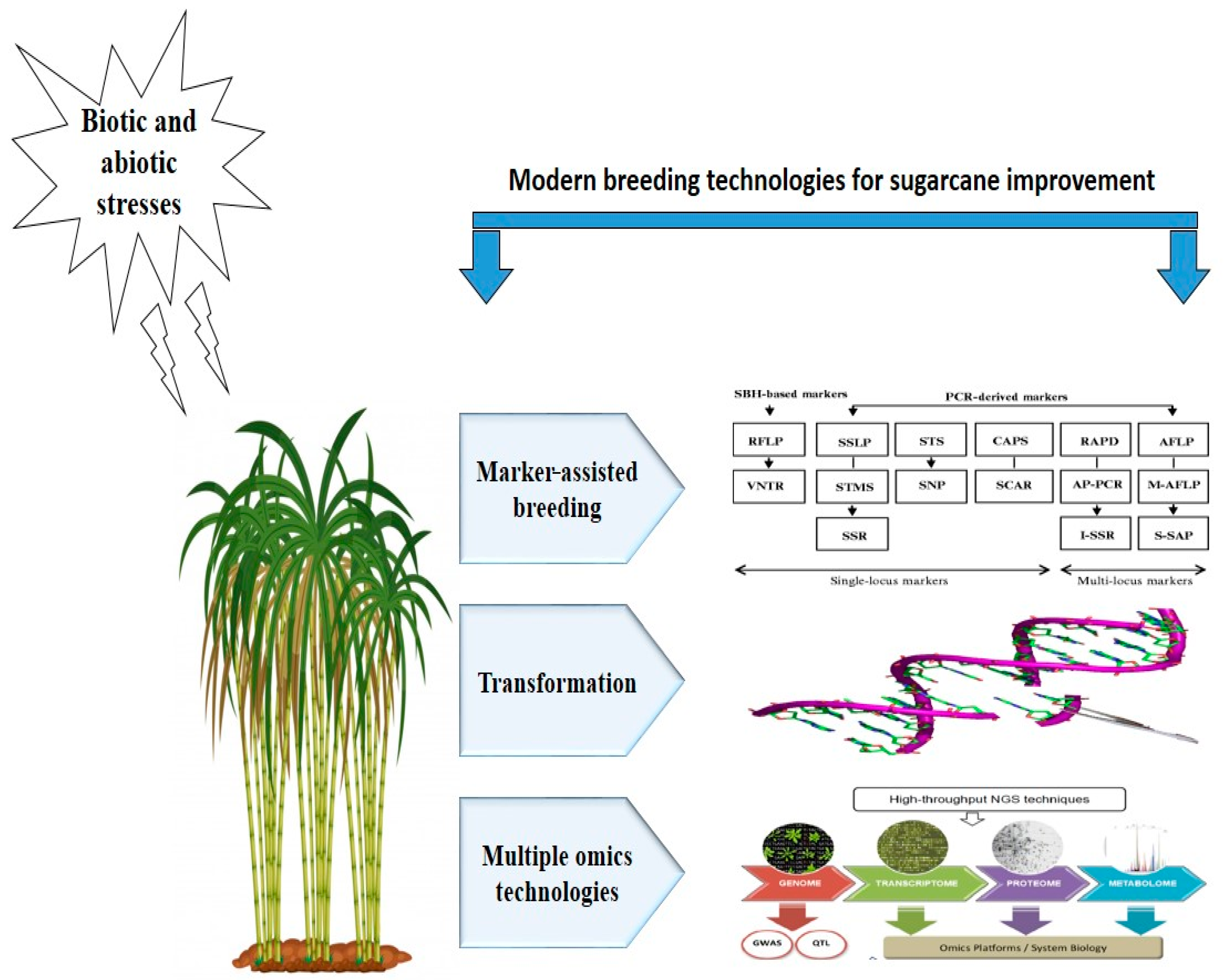 Agronomy | Free Full-Text | Modern Biotechnologies: Innovative and