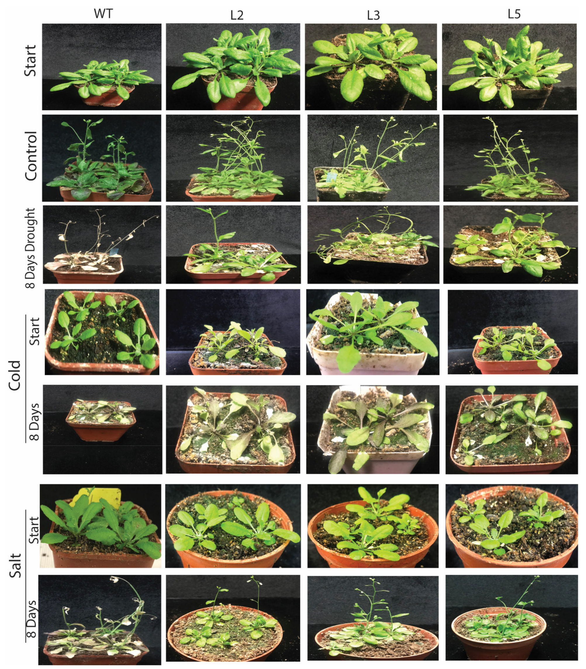 Agronomy 11 01049 g004